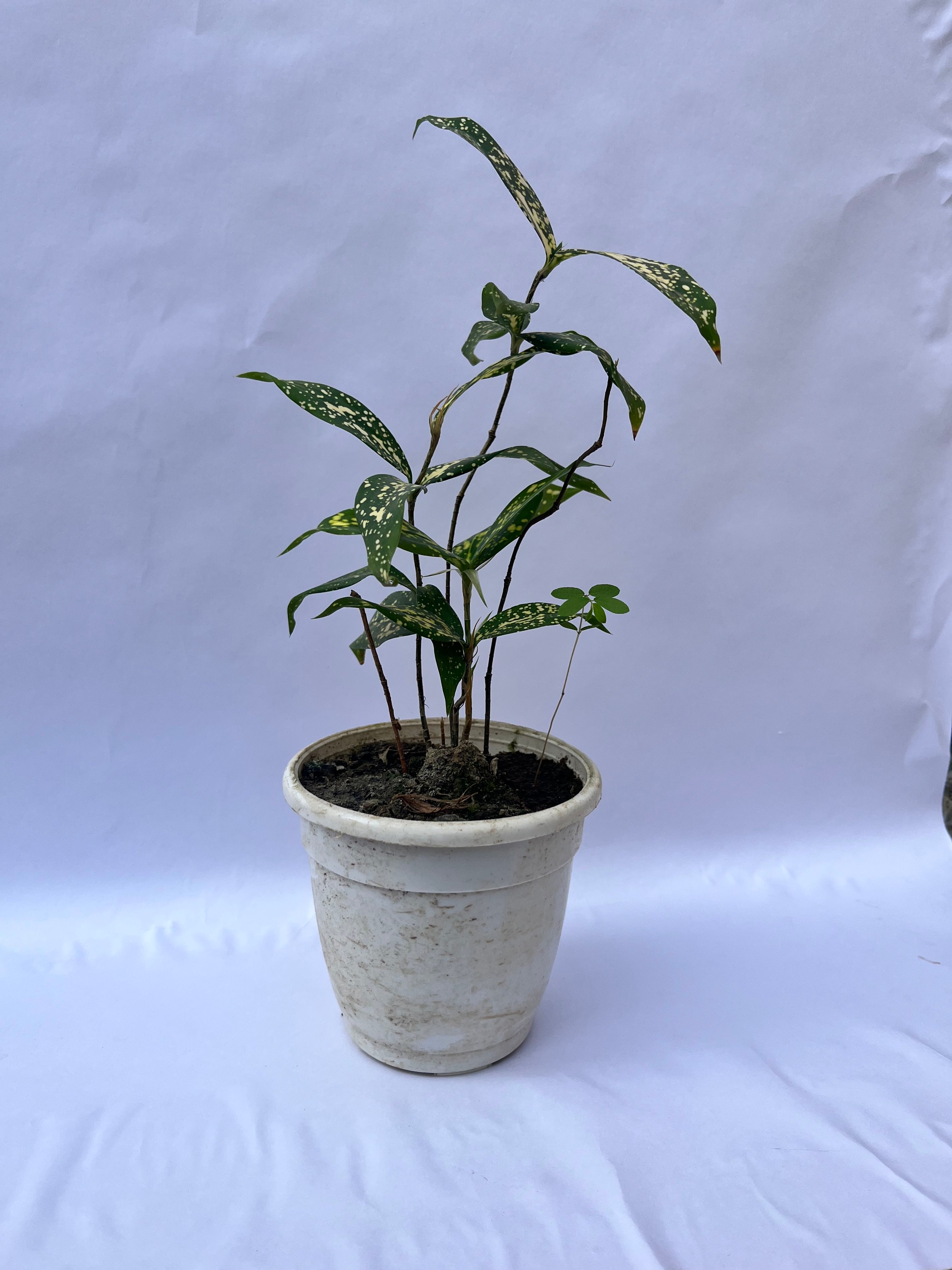 Gold Dust Dracaena Plant (Dracaena surculosa) – Indoor Air Purifying Decorative Plant for Home & Office | ExcellentPlant