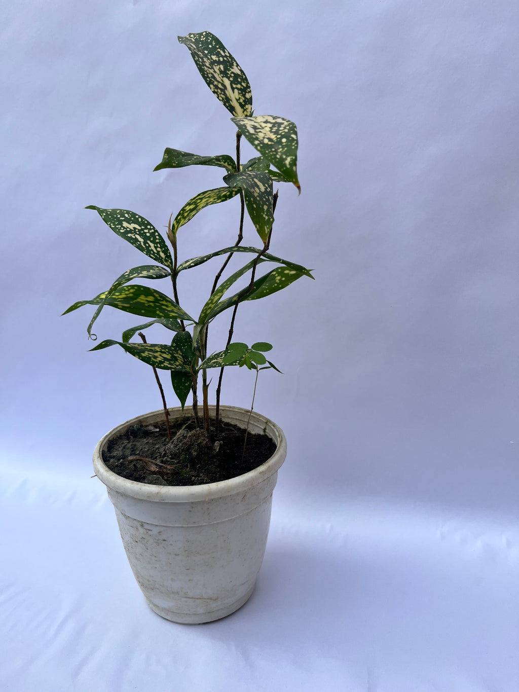 Gold Dust Dracaena Plant (Dracaena surculosa) – Indoor Air Purifying Decorative Plant for Home & Office | ExcellentPlant