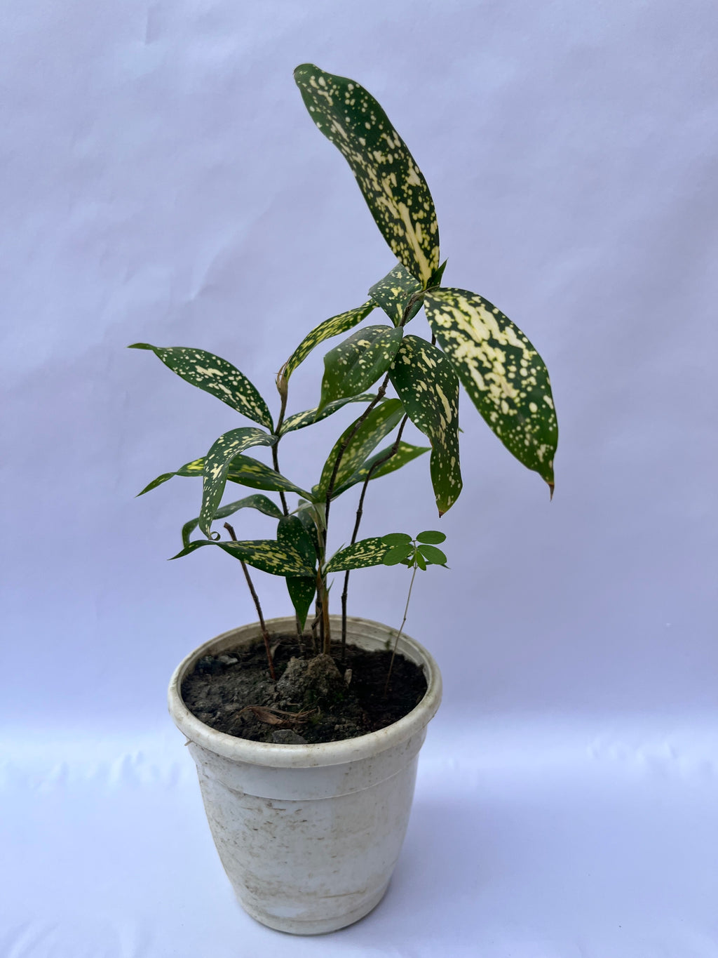 Gold Dust Dracaena Plant (Dracaena surculosa) – Indoor Air Purifying Decorative Plant for Home & Office | ExcellentPlant
