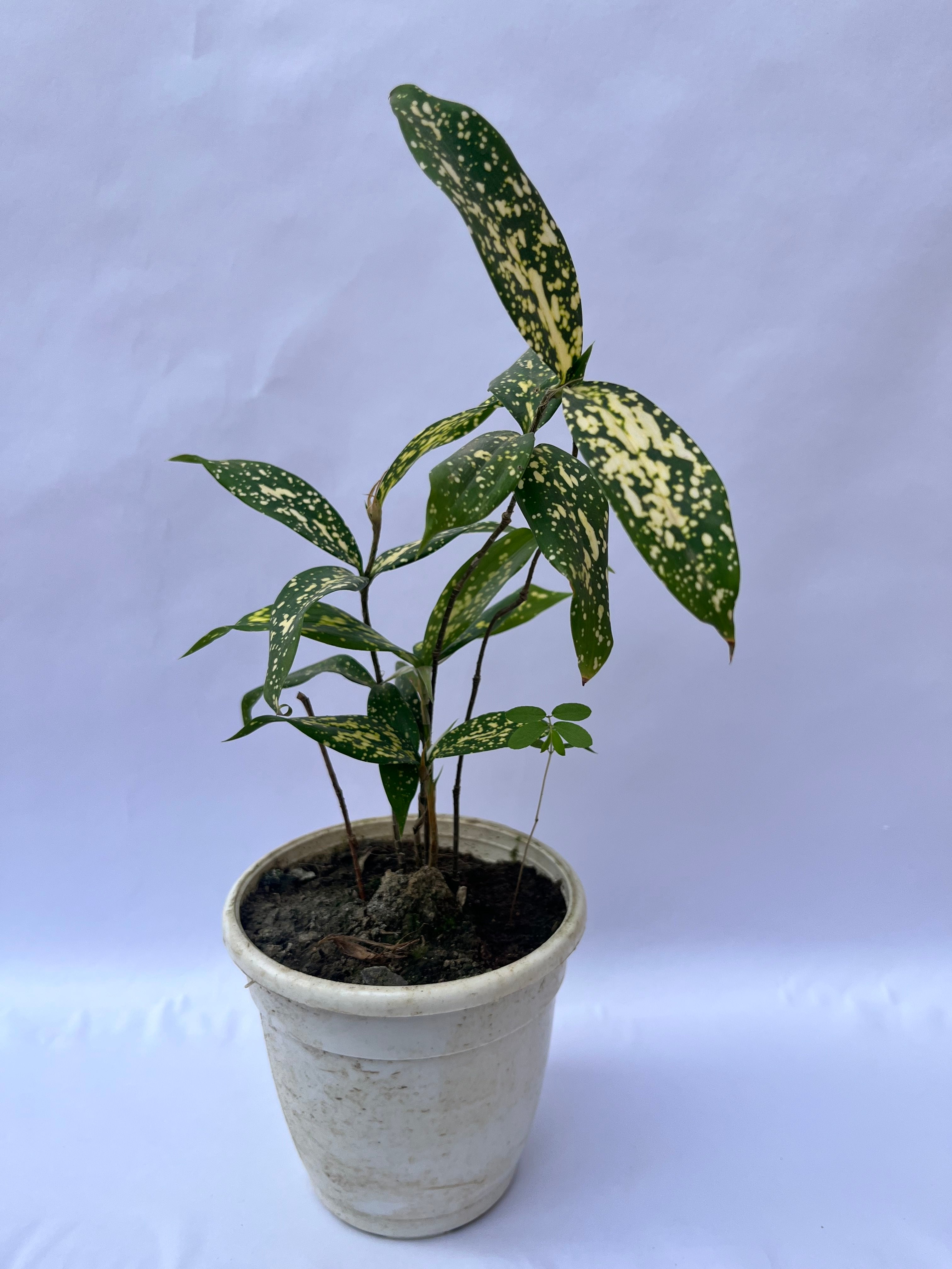 Gold Dust Dracaena Plant (Dracaena surculosa) – Indoor Air Purifying Decorative Plant for Home & Office | ExcellentPlant