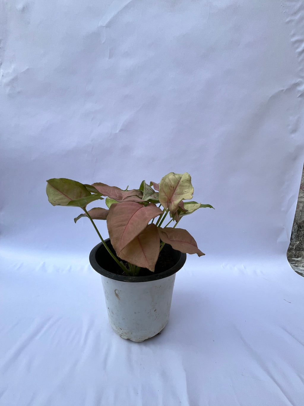 Pink Syngonium Plant (Syngonium podophyllum ‘Neon Robusta’) – Indoor Air Purifying Decorative Plant | ExcellentPlant