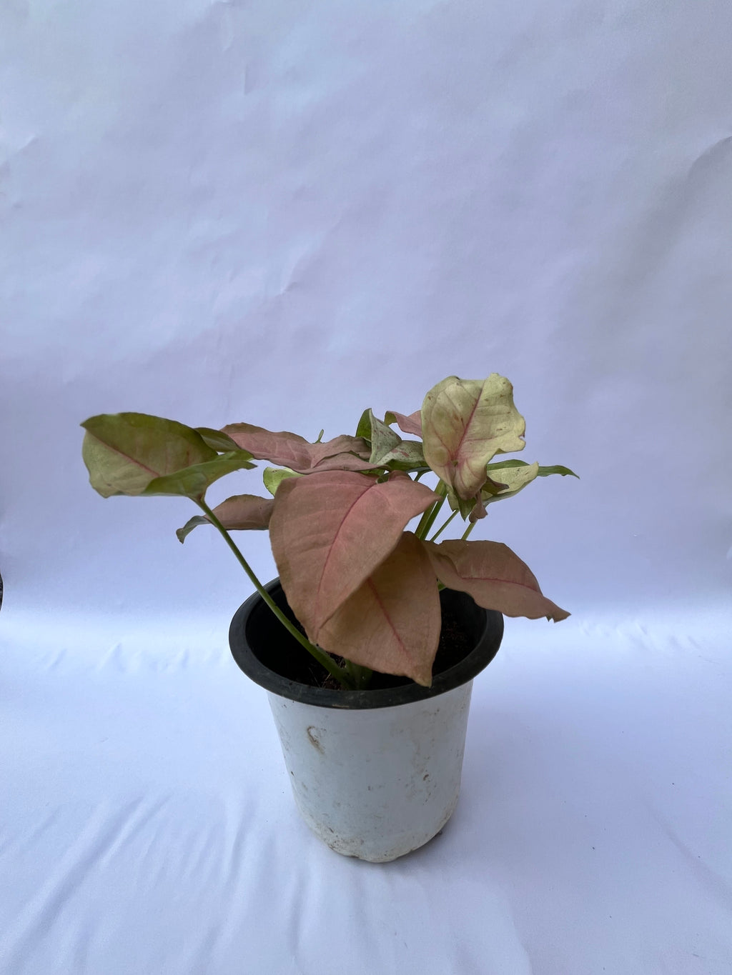 Pink Syngonium Plant (Syngonium podophyllum ‘Neon Robusta’) – Indoor Air Purifying Decorative Plant | ExcellentPlant