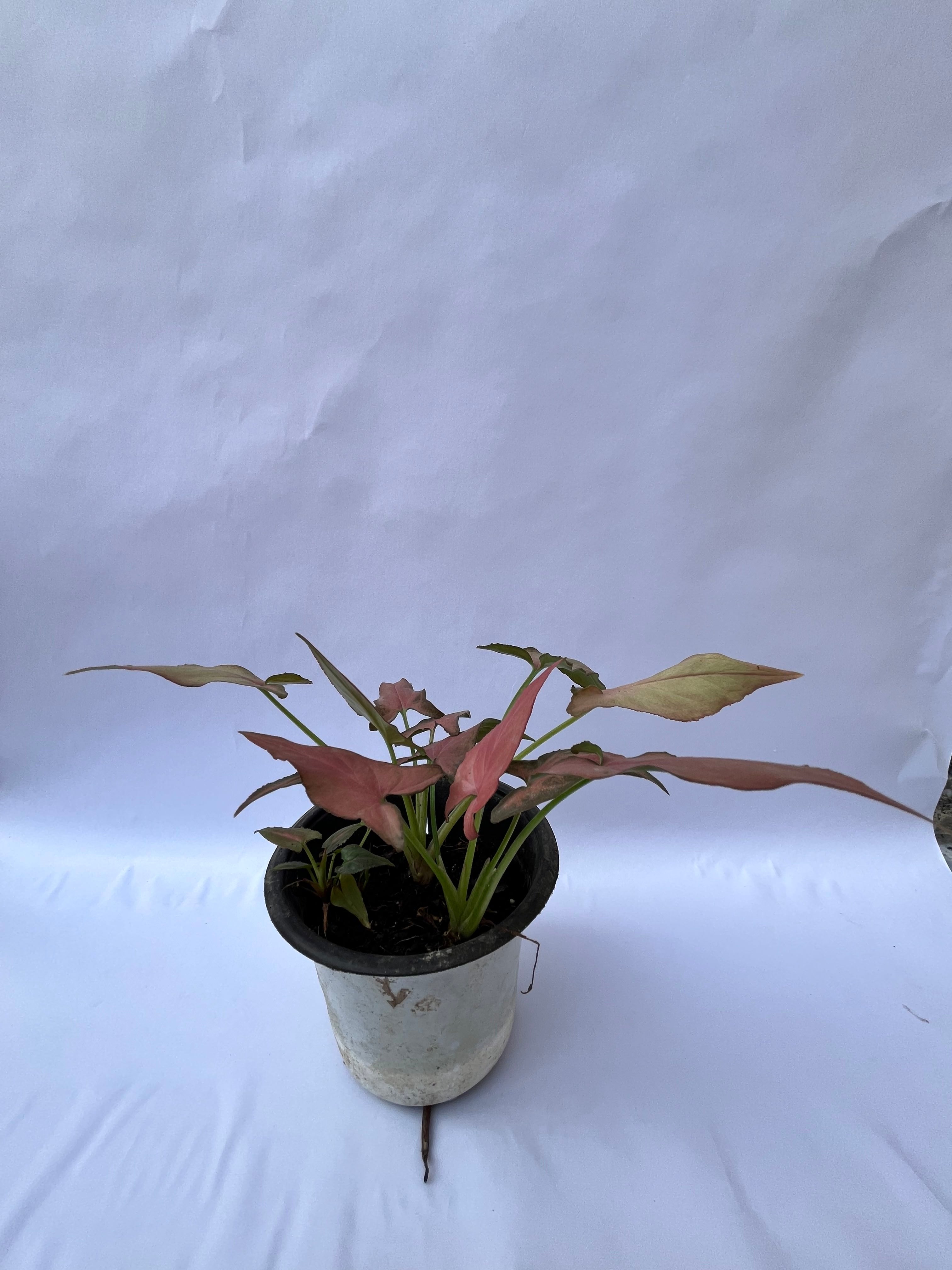 Red Syngonium Plant (Syngonium podophyllum ‘Red Heart’) – Indoor Air Purifying Decorative Plant | ExcellentPlant