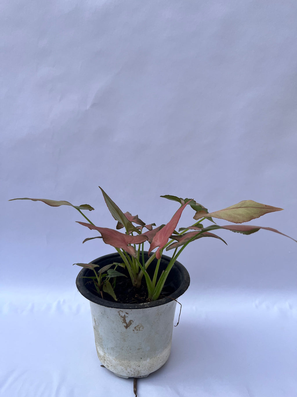 Red Syngonium Plant (Syngonium podophyllum ‘Red Heart’) – Indoor Air Purifying Decorative Plant | ExcellentPlant