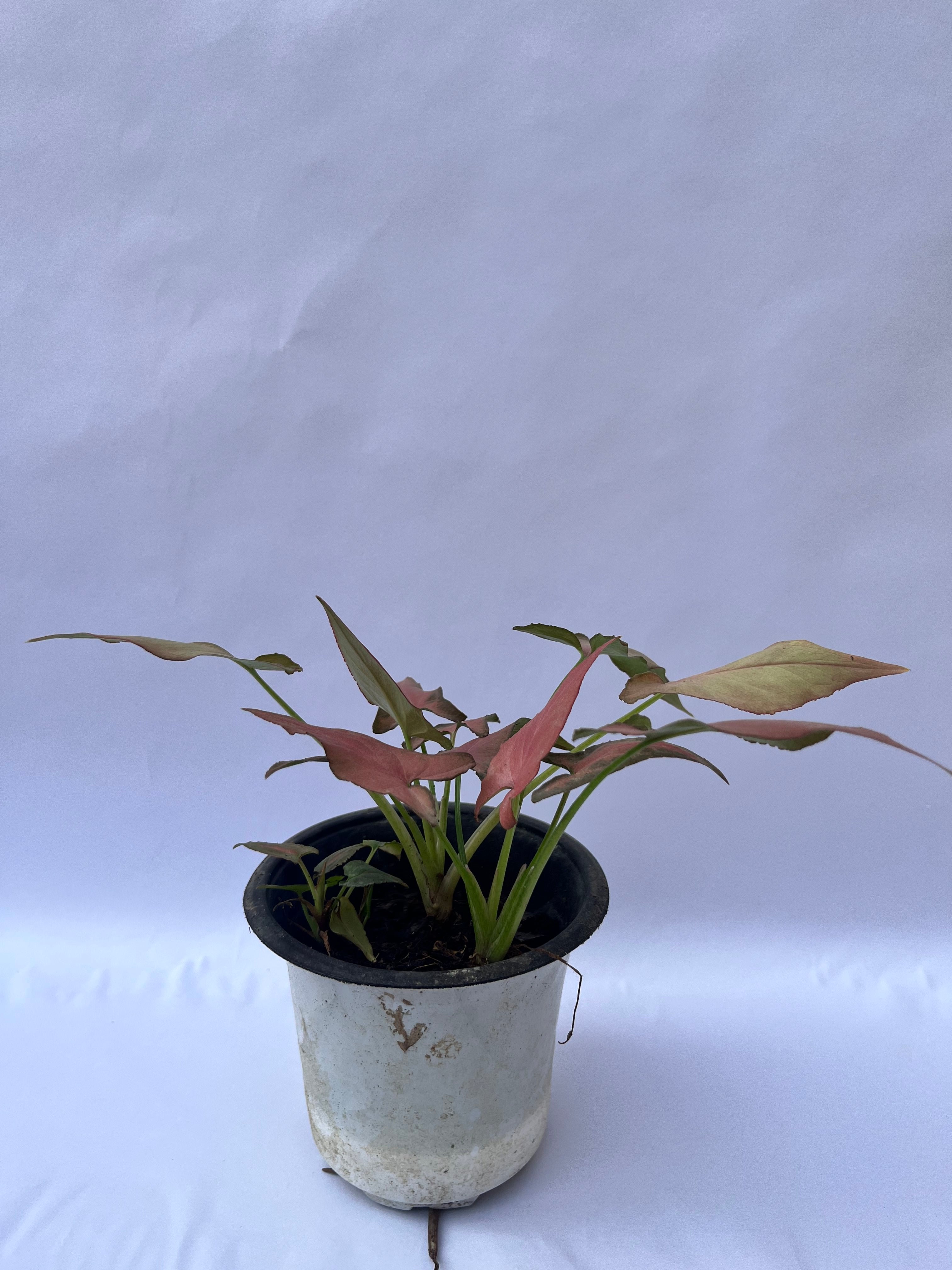 Red Syngonium Plant (Syngonium podophyllum ‘Red Heart’) – Indoor Air Purifying Decorative Plant | ExcellentPlant