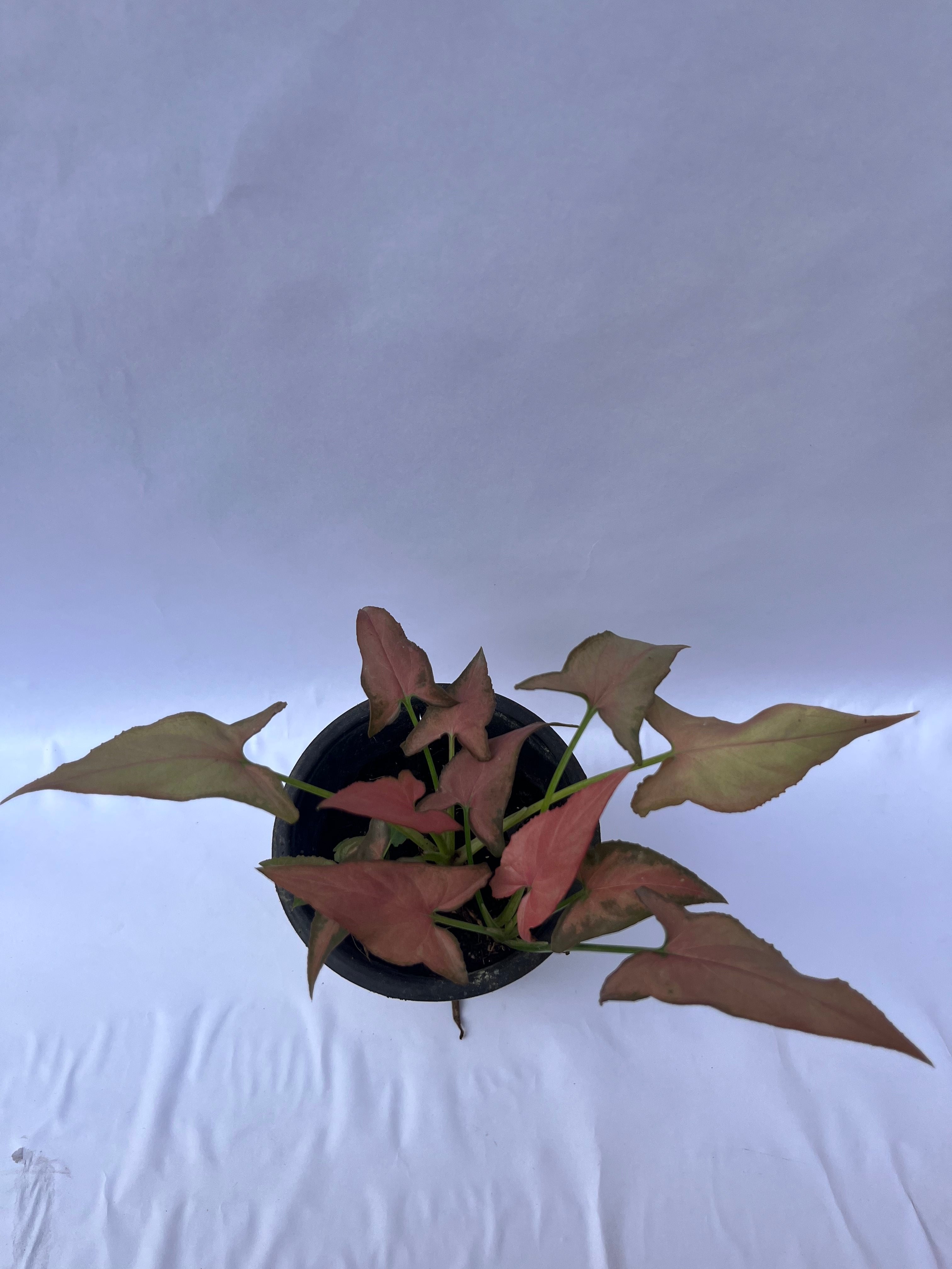 Red Syngonium Plant (Syngonium podophyllum ‘Red Heart’) – Indoor Air Purifying Decorative Plant | ExcellentPlant