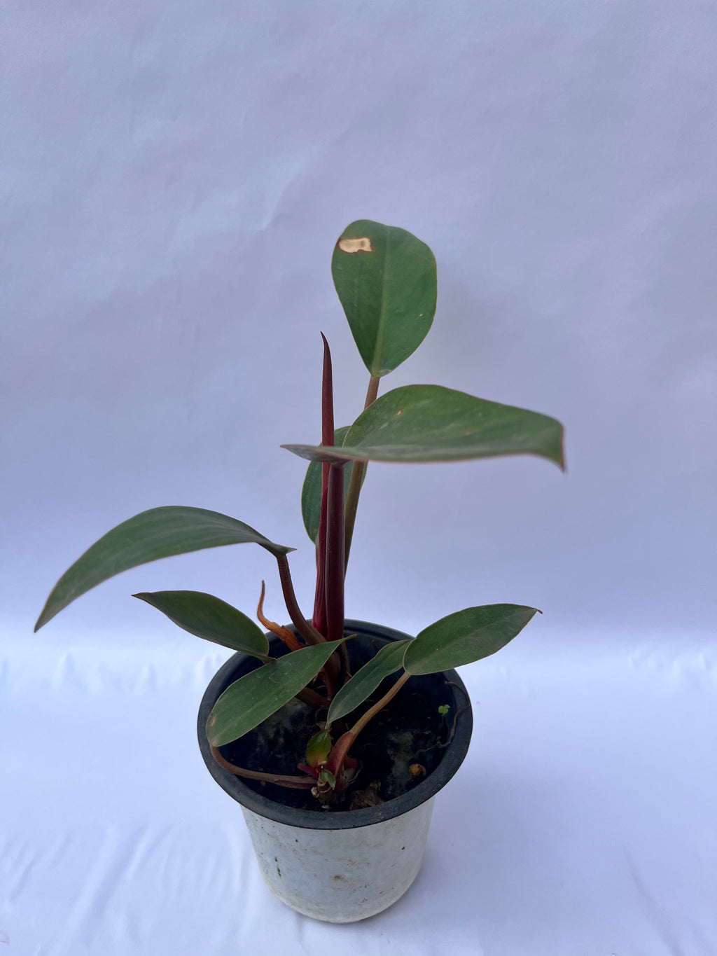 Philodendron Red Stem Plant (Philodendron erubescens) – Indoor Air Purifying Decorative Plant | ExcellentPlant