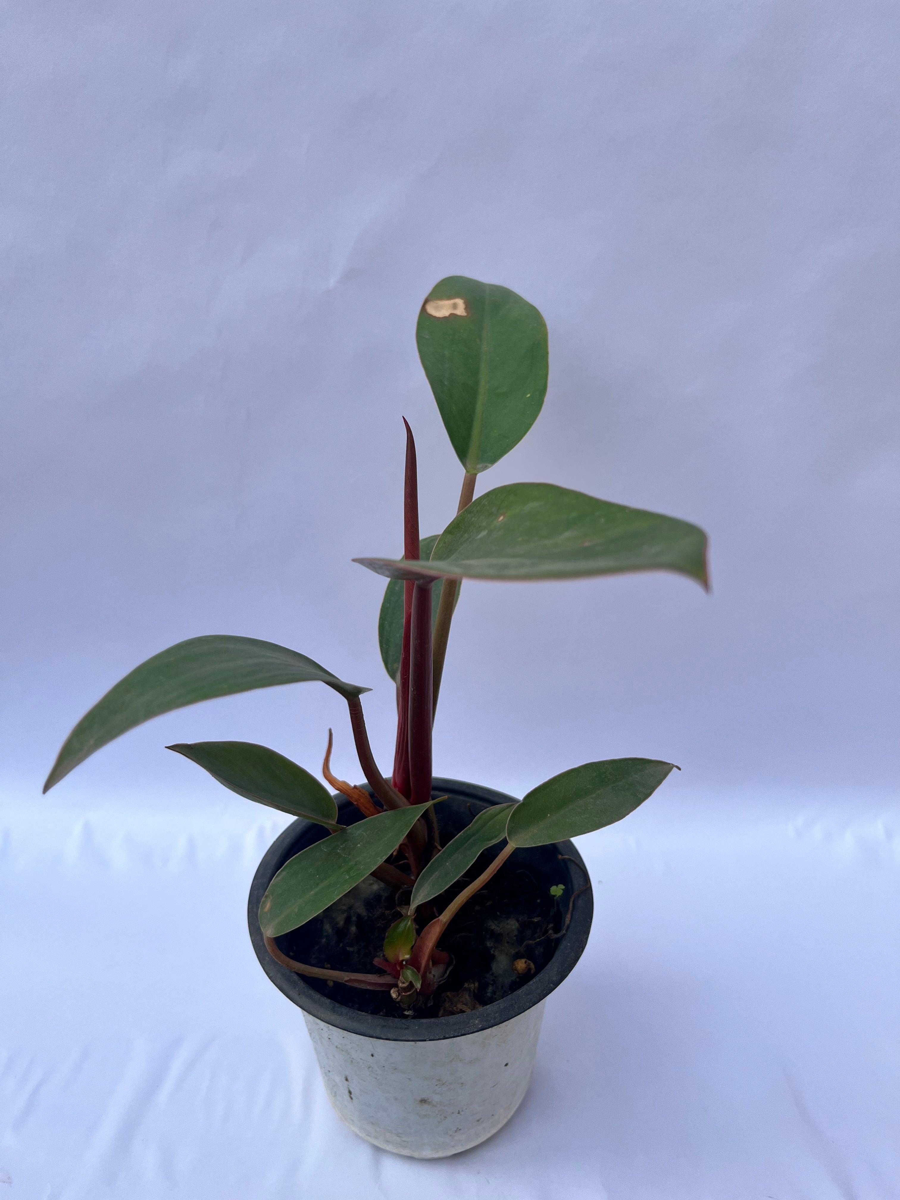Philodendron Red Stem Plant (Philodendron erubescens) – Indoor Air Purifying Decorative Plant | ExcellentPlant