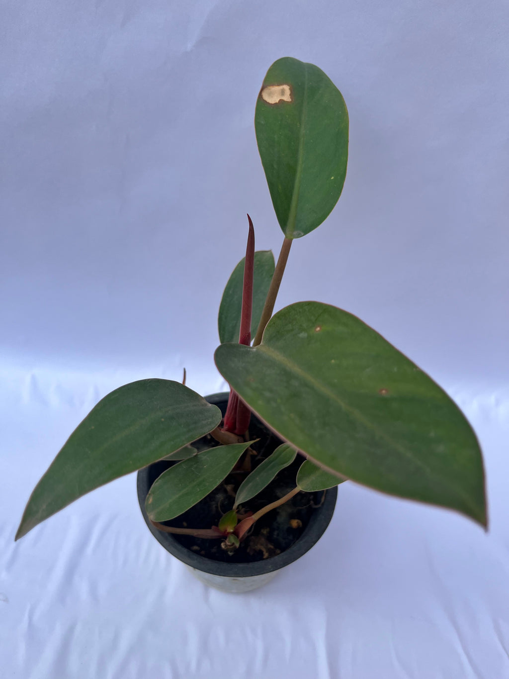 Philodendron Red Stem Plant (Philodendron erubescens) – Indoor Air Purifying Decorative Plant | ExcellentPlant
