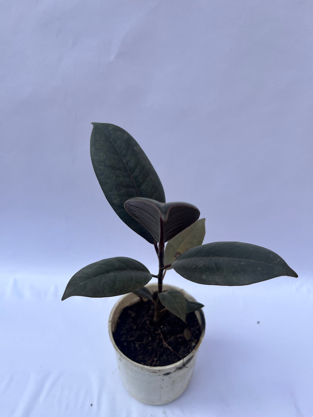 Rubber Plant Burgundy (Ficus elastica) – Indoor Air Purifying Plant | ExcellentPlant