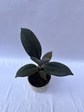 Rubber Plant Burgundy (Ficus elastica) – Indoor Air Purifying Plant | ExcellentPlant