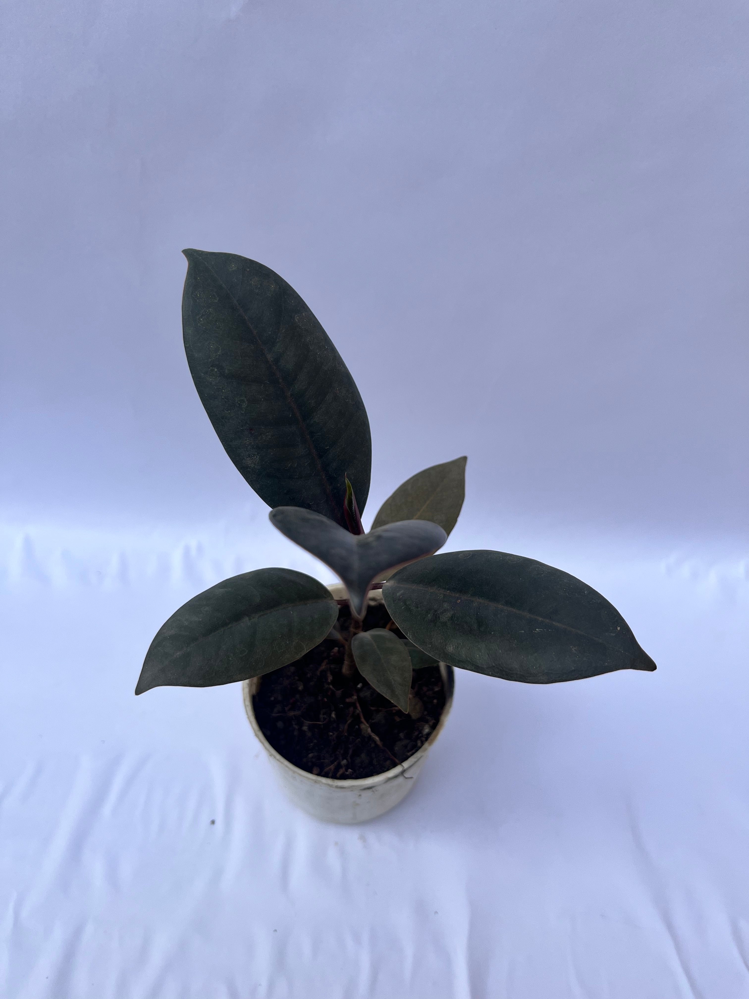 Rubber Plant Burgundy (Ficus elastica) – Indoor Air Purifying Plant | ExcellentPlant