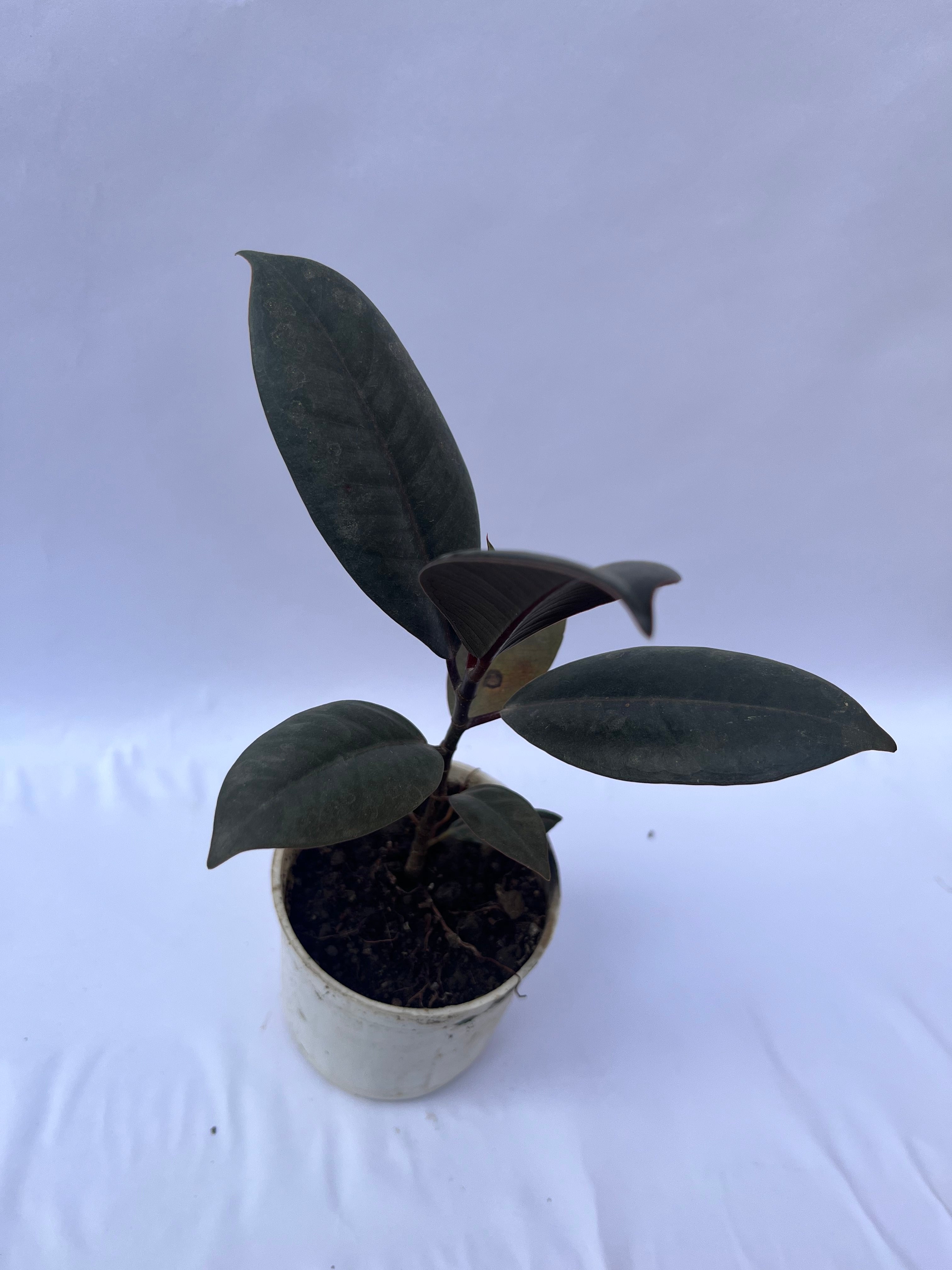 Rubber Plant Burgundy (Ficus elastica) – Indoor Air Purifying Plant | ExcellentPlant