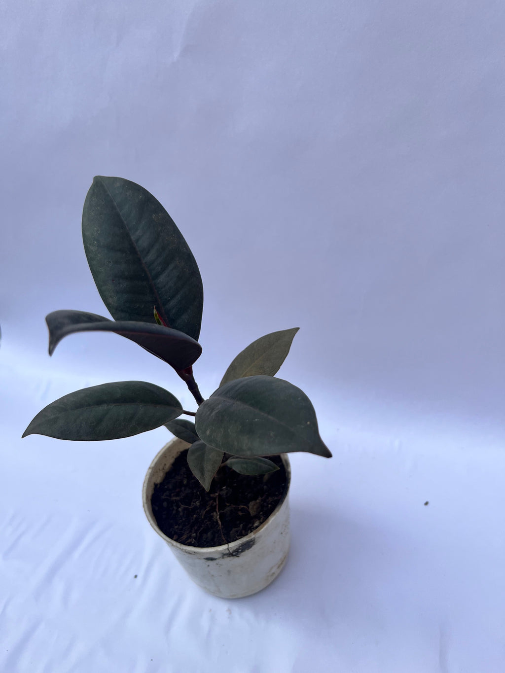 Rubber Plant Burgundy (Ficus elastica) – Indoor Air Purifying Plant | ExcellentPlant