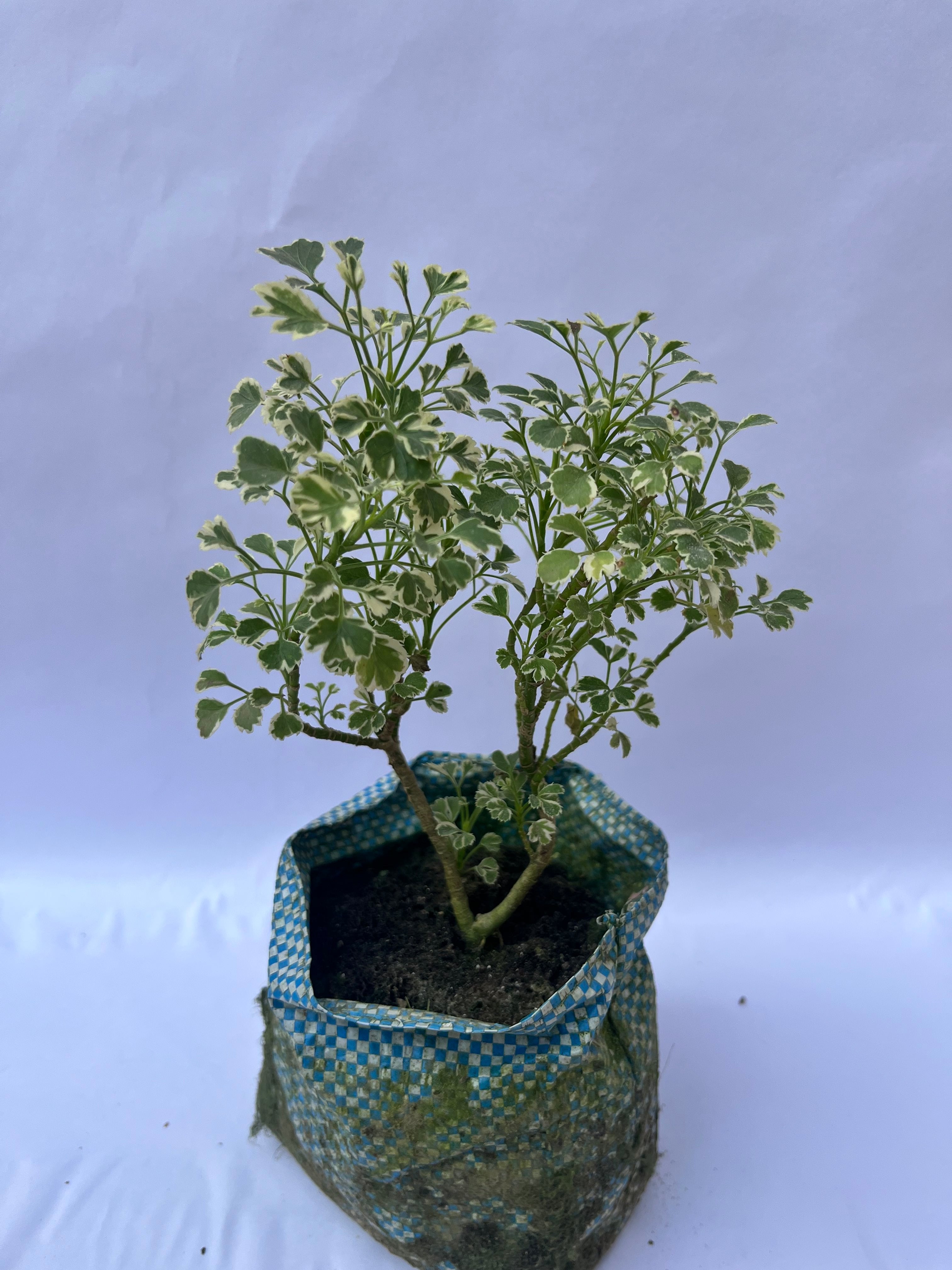 Ming Aralia Variegated (Polyscias Fruticosa Variegata) – Elegant Indoor Decorative Plant | ExcellentPlant