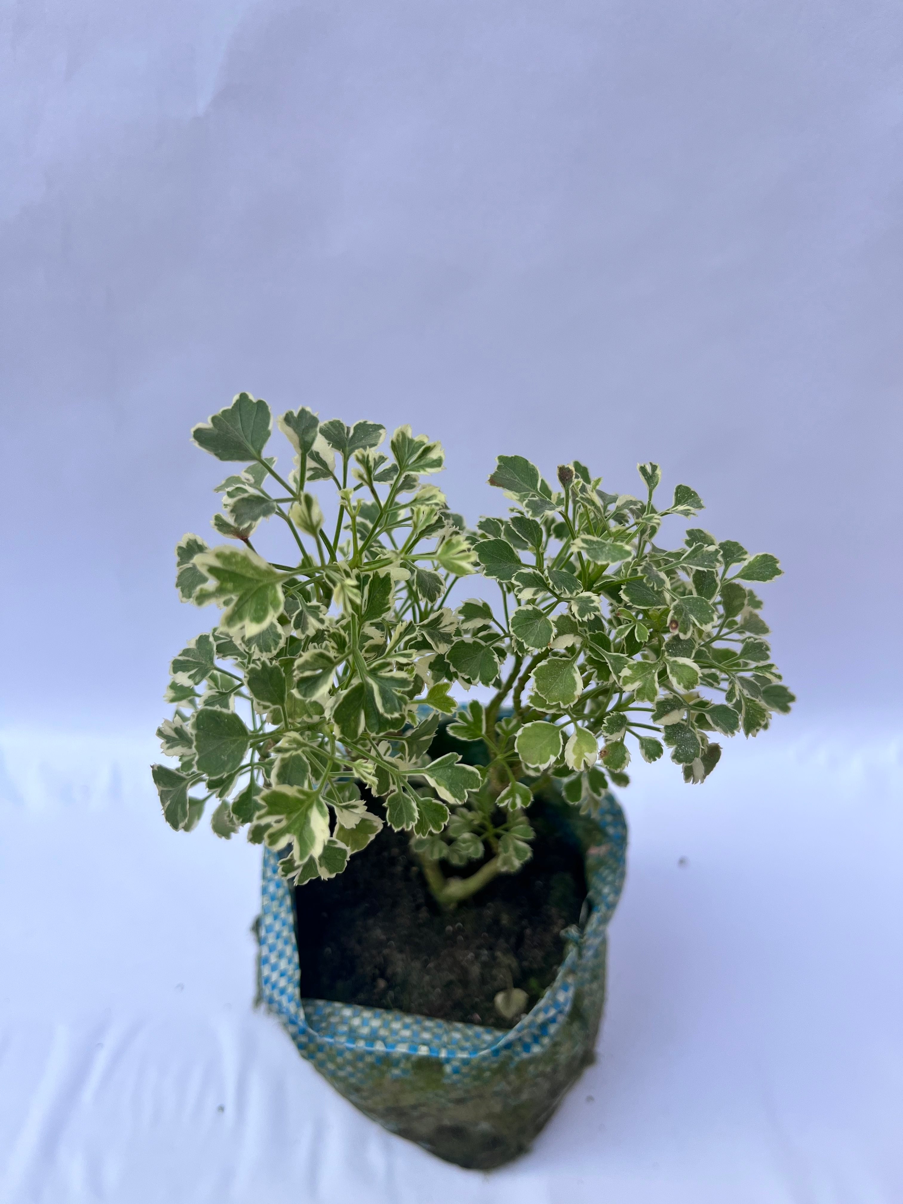 Ming Aralia Variegated (Polyscias Fruticosa Variegata) – Elegant Indoor Decorative Plant | ExcellentPlant