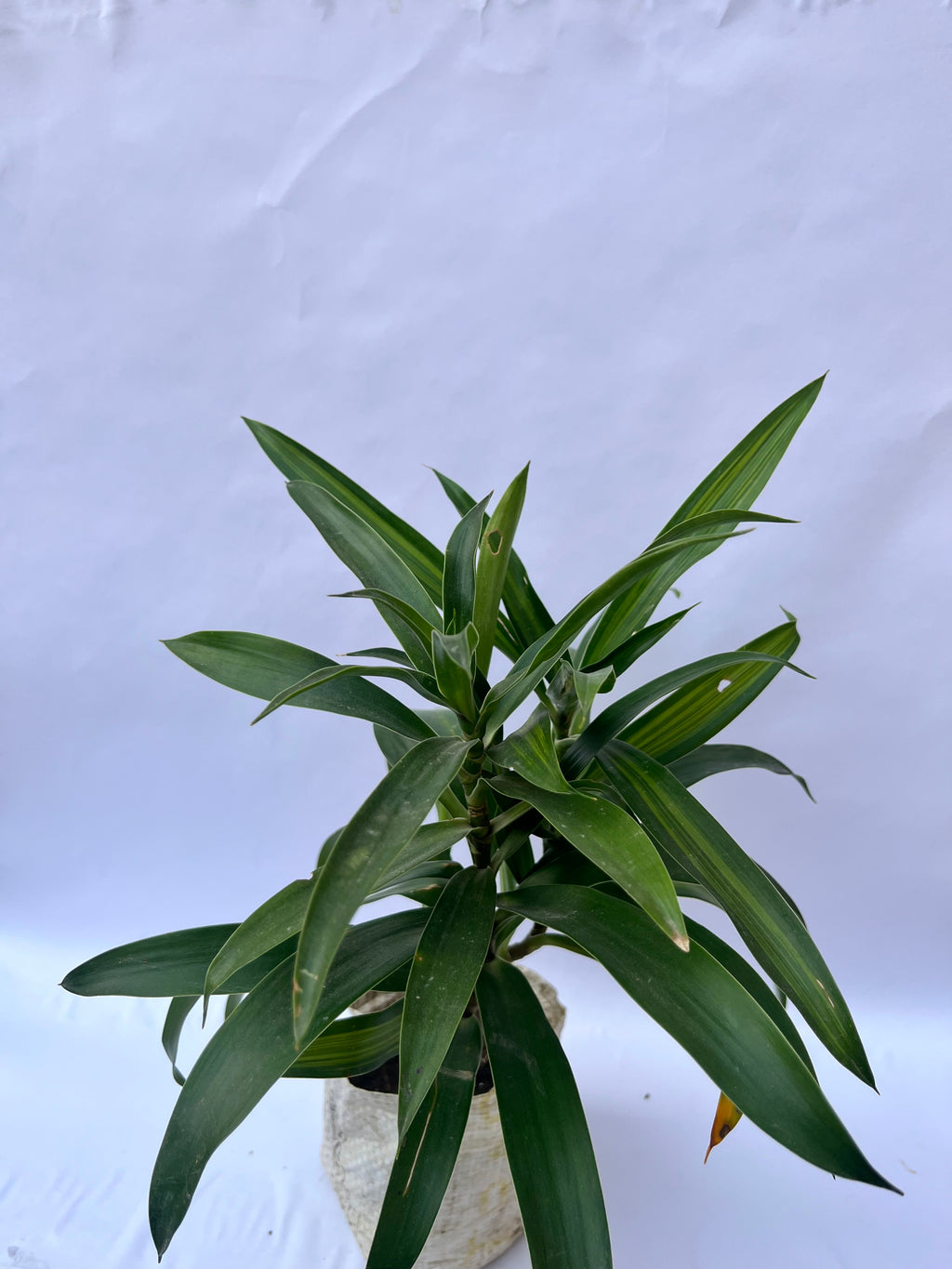Dracaena Reflexa (Song of India Green) – Elegant Indoor Air Purifying Plant | ExcellentPlant
