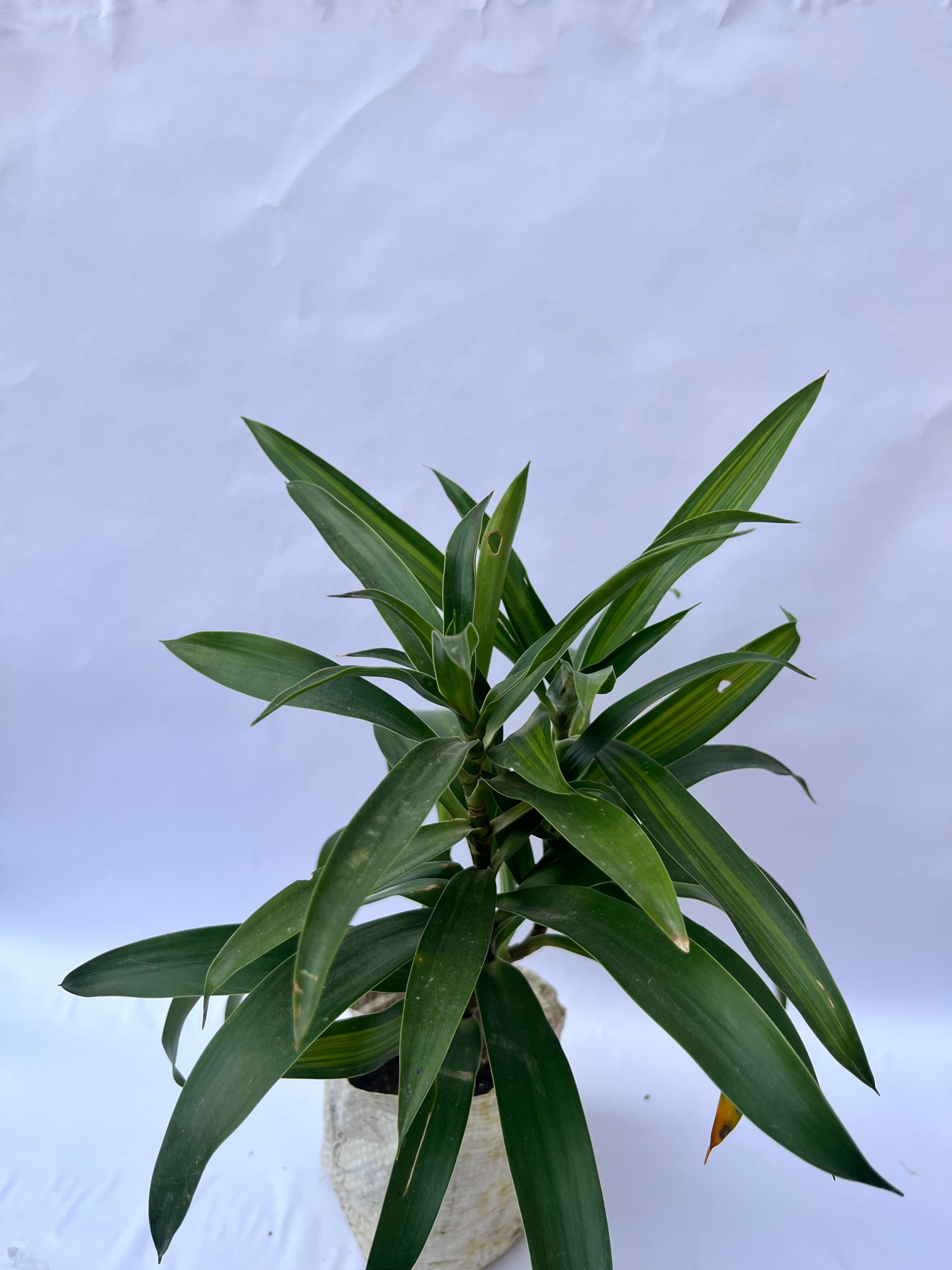 Dracaena Reflexa (Song of India Green) – Elegant Indoor Air Purifying Plant | ExcellentPlant