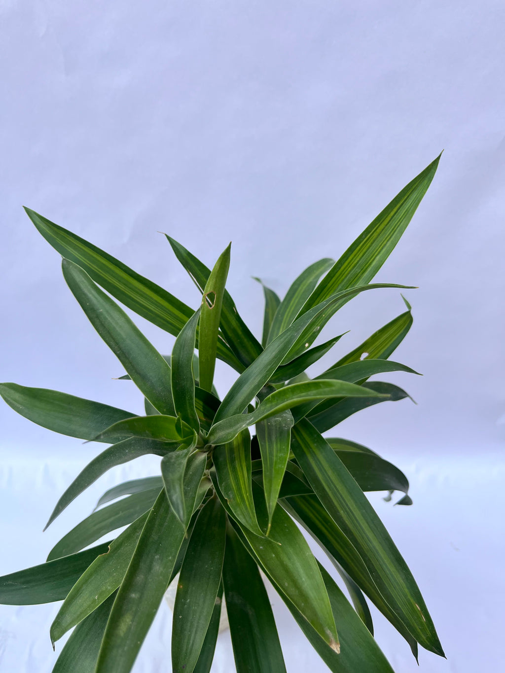Dracaena Reflexa (Song of India Green) – Elegant Indoor Air Purifying Plant | ExcellentPlant
