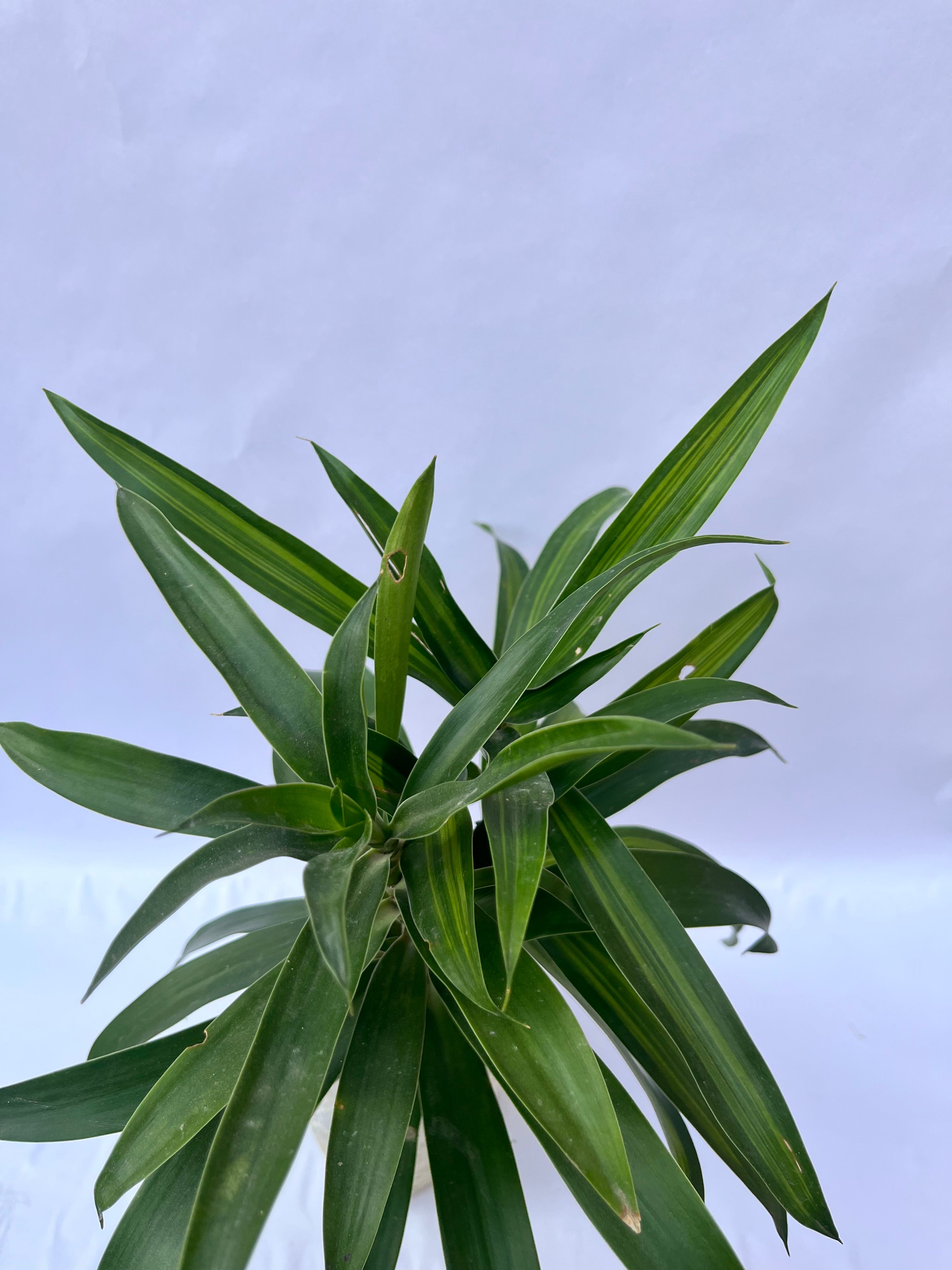 Dracaena Reflexa (Song of India Green) – Elegant Indoor Air Purifying Plant | ExcellentPlant