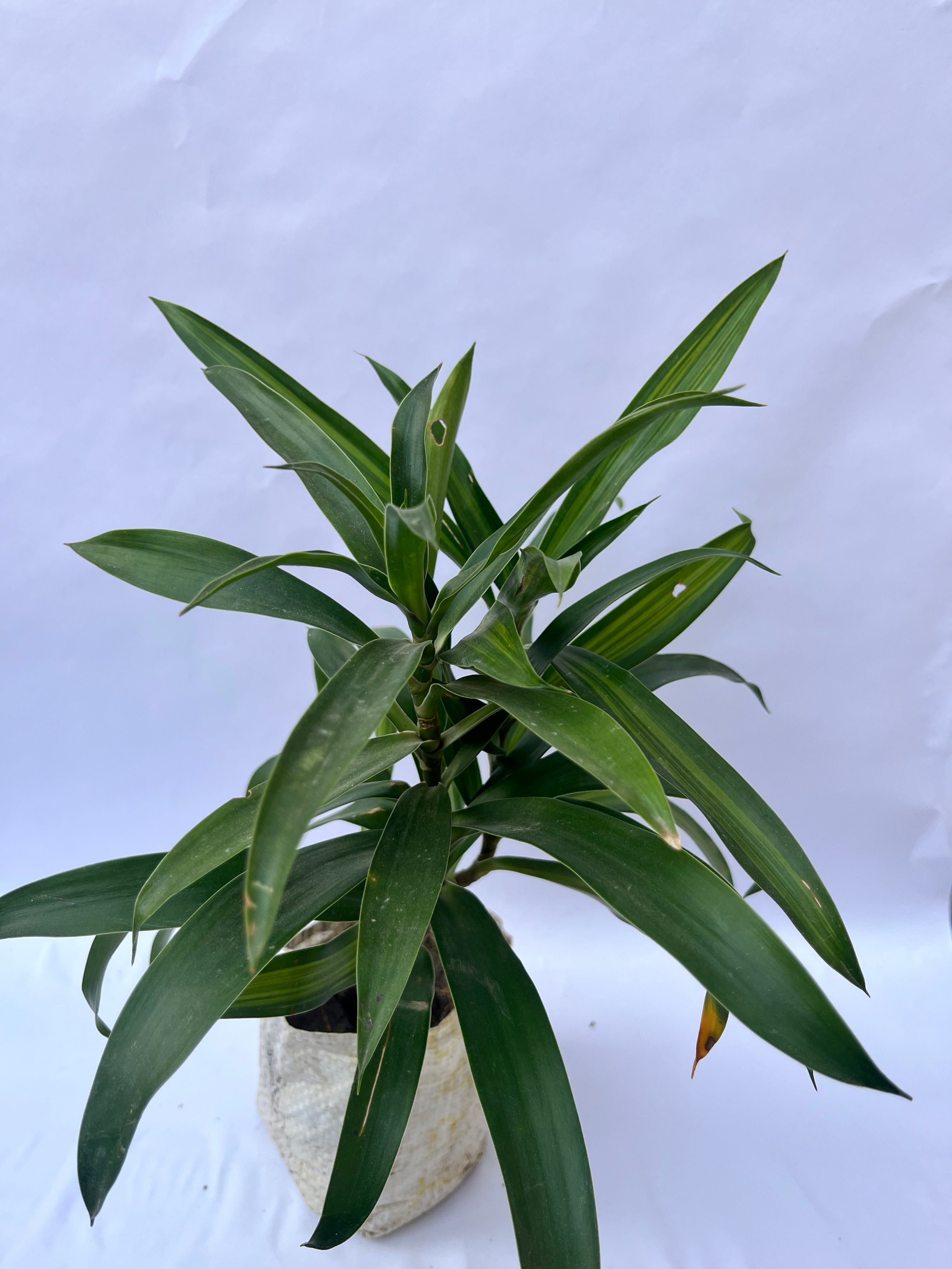 Dracaena Reflexa (Song of India Green) – Elegant Indoor Air Purifying Plant | ExcellentPlant