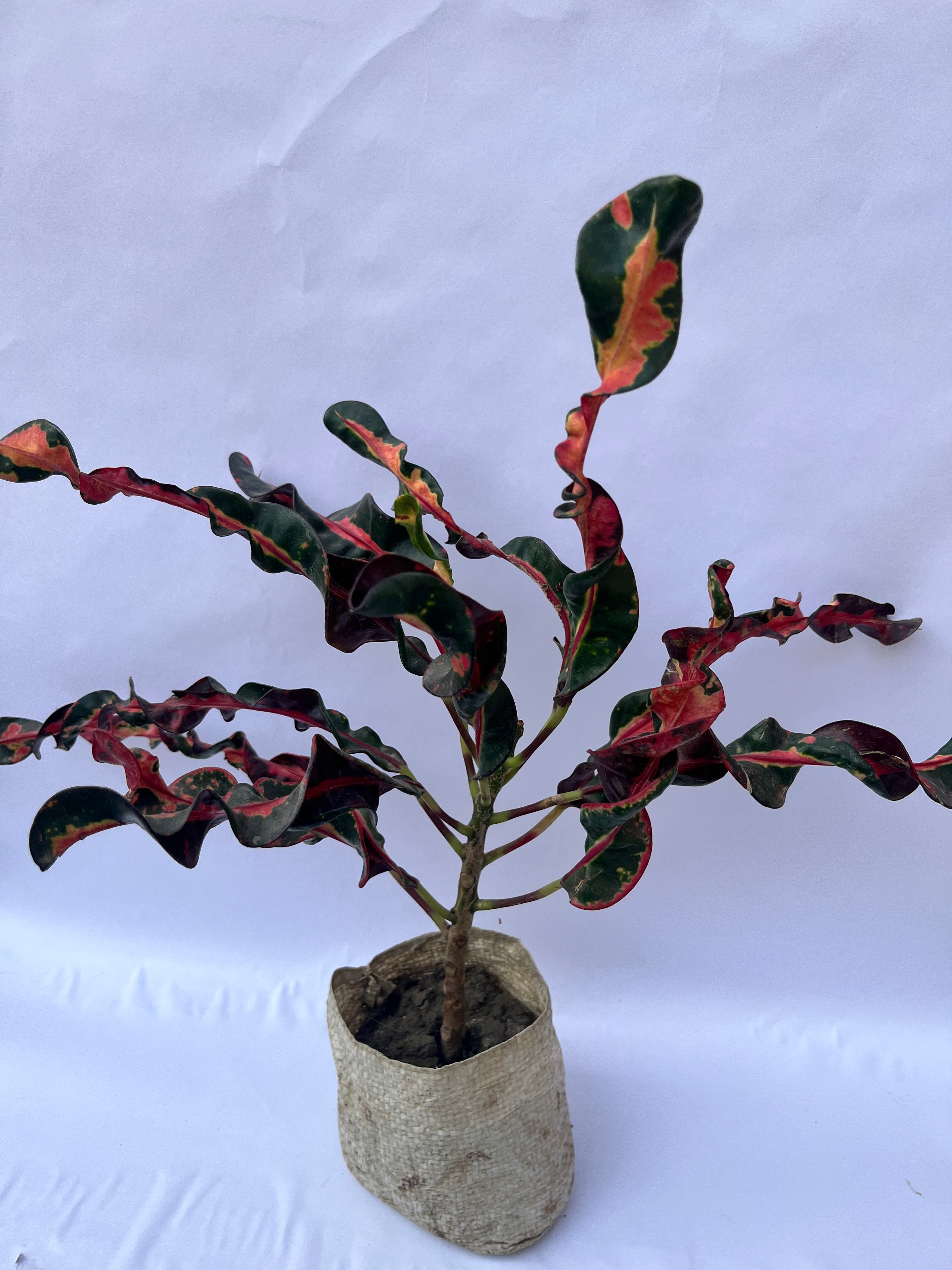 Croton Mammy (Curly Croton Plant) – Vibrant Indoor Decorative Plant | ExcellentPlant