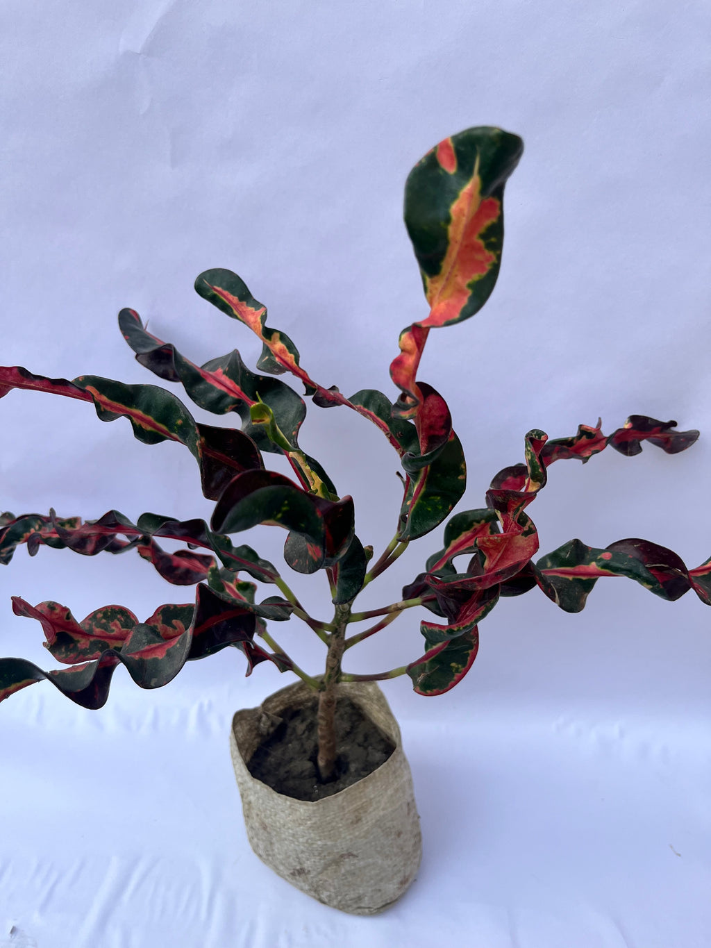 Croton Mammy (Curly Croton Plant) – Vibrant Indoor Decorative Plant | ExcellentPlant