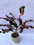 Croton Mammy (Curly Croton Plant) – Vibrant Indoor Decorative Plant | ExcellentPlant