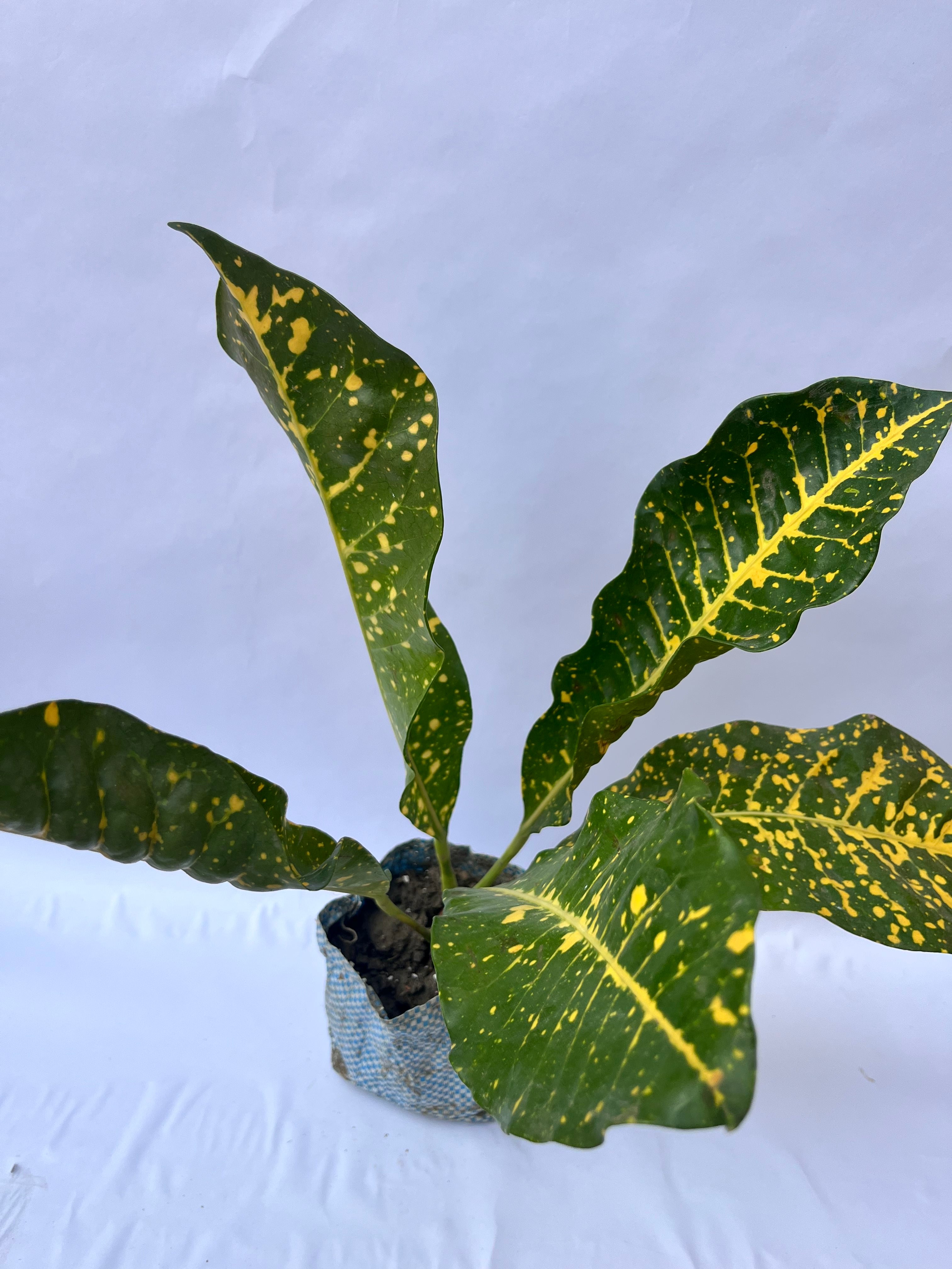Croton Gold Dust Plant – Bright Indoor Decorative Plant | ExcellentPlant