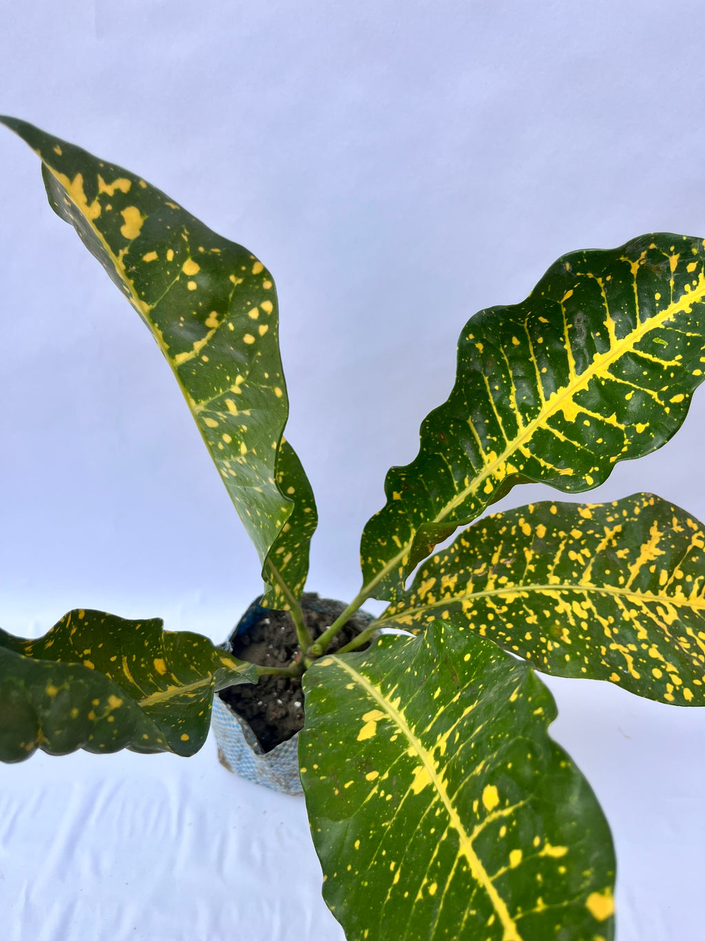 Croton Gold Dust Plant – Bright Indoor Decorative Plant | ExcellentPlant