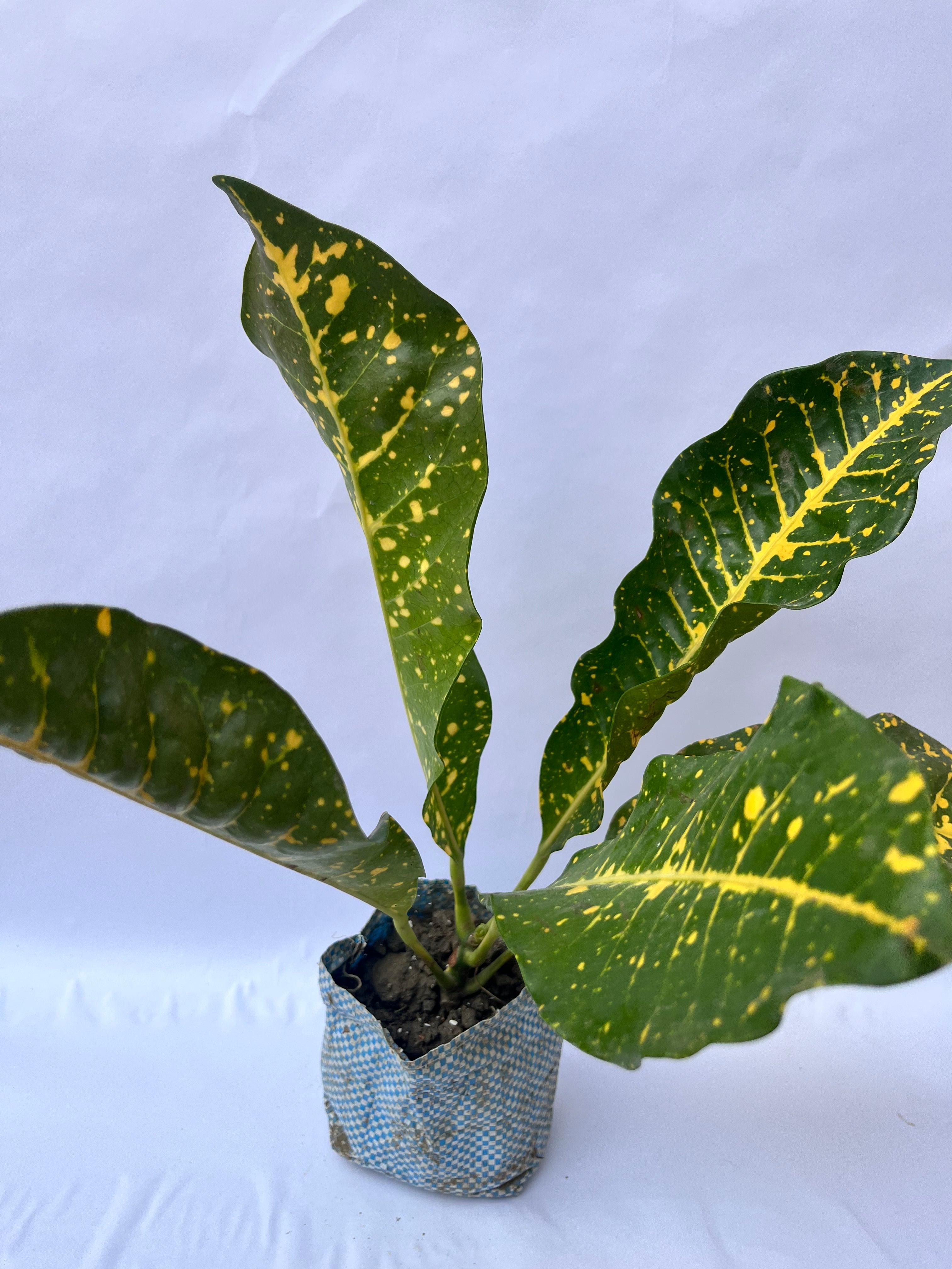 Croton Gold Dust Plant – Bright Indoor Decorative Plant | ExcellentPlant