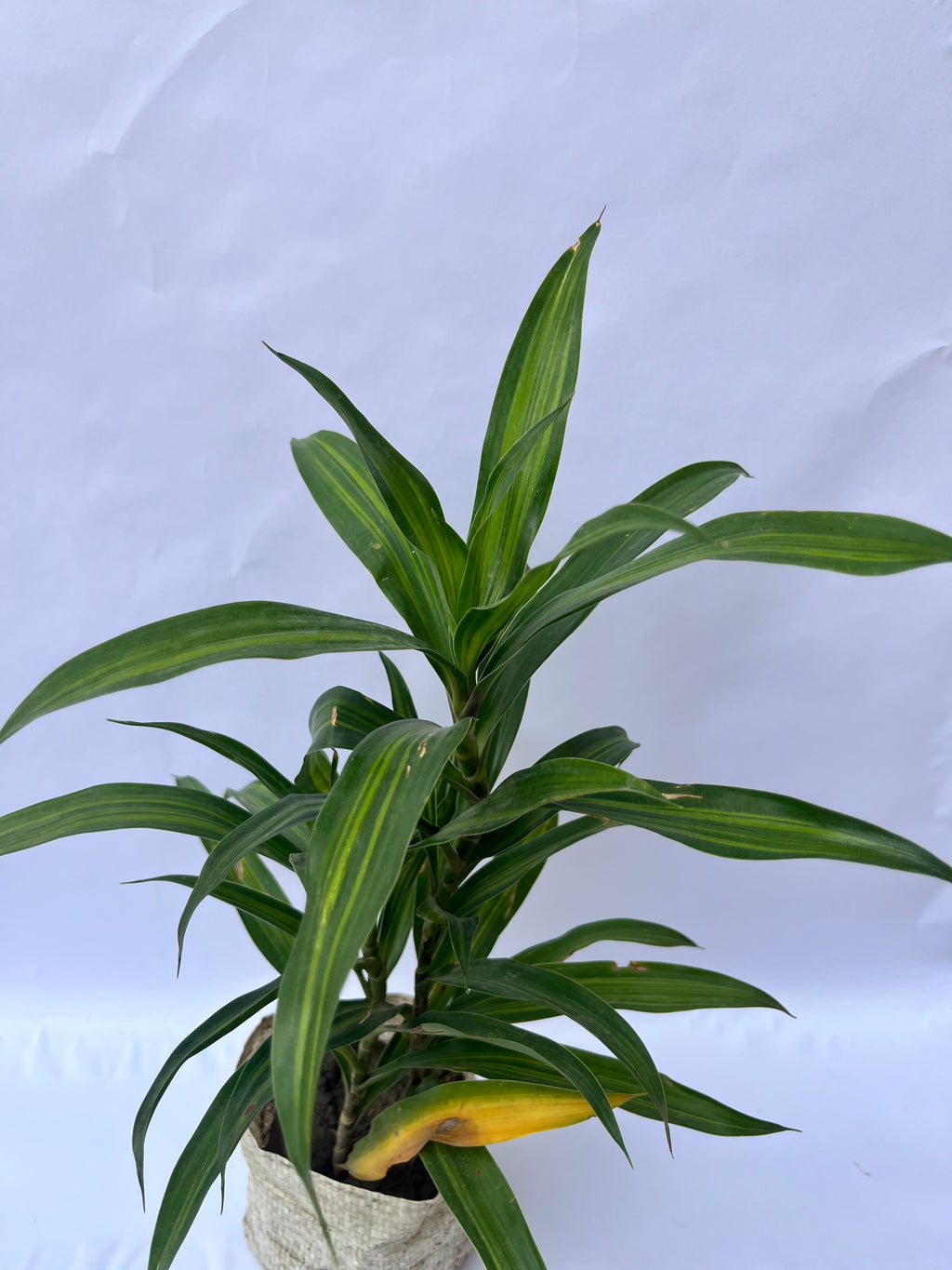 Dracaena Green Compacta Plant – Elegant Indoor Air Purifying Plant | ExcellentPlant
