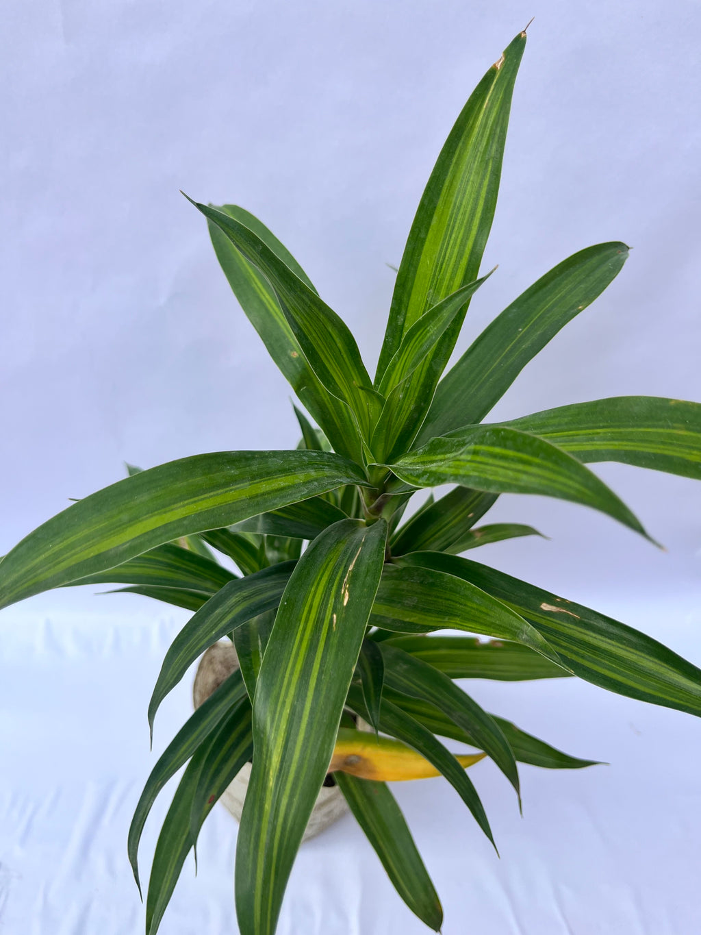 Dracaena Green Compacta Plant – Elegant Indoor Air Purifying Plant | ExcellentPlant