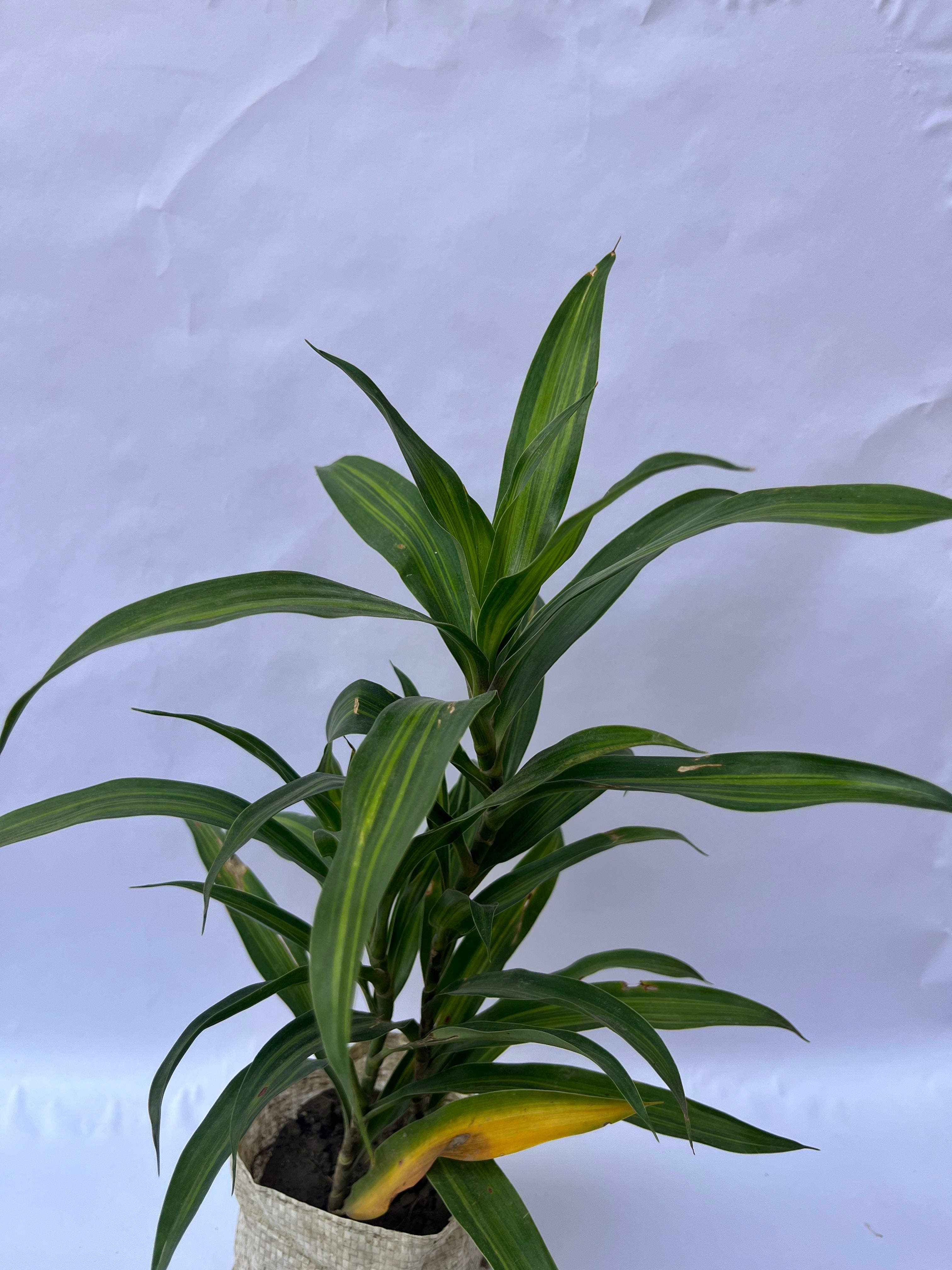 Dracaena Green Compacta Plant – Elegant Indoor Air Purifying Plant | ExcellentPlant