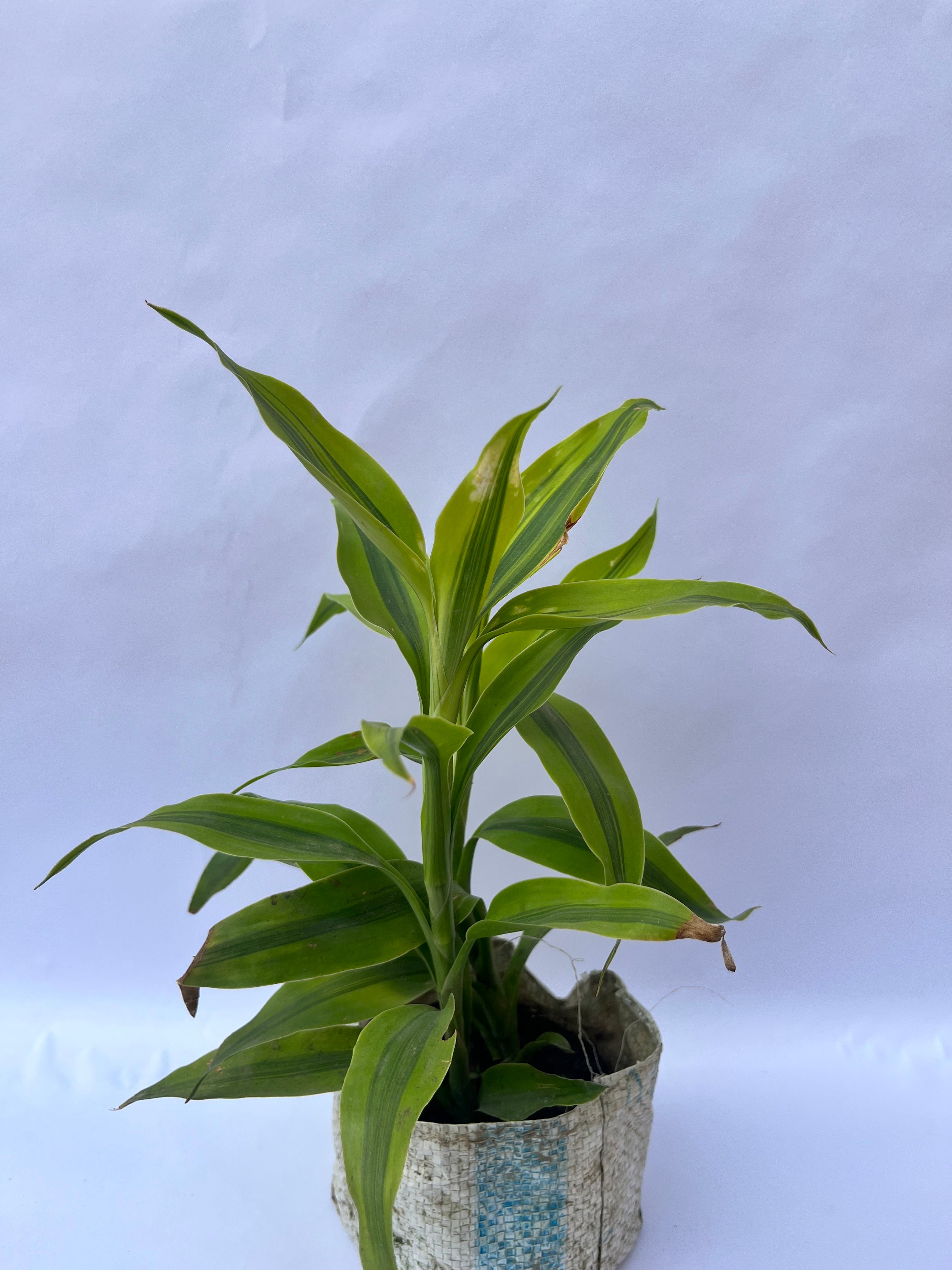 Dracaena Green Compacta Plant – Elegant Indoor Air Purifying Plant | ExcellentPlant