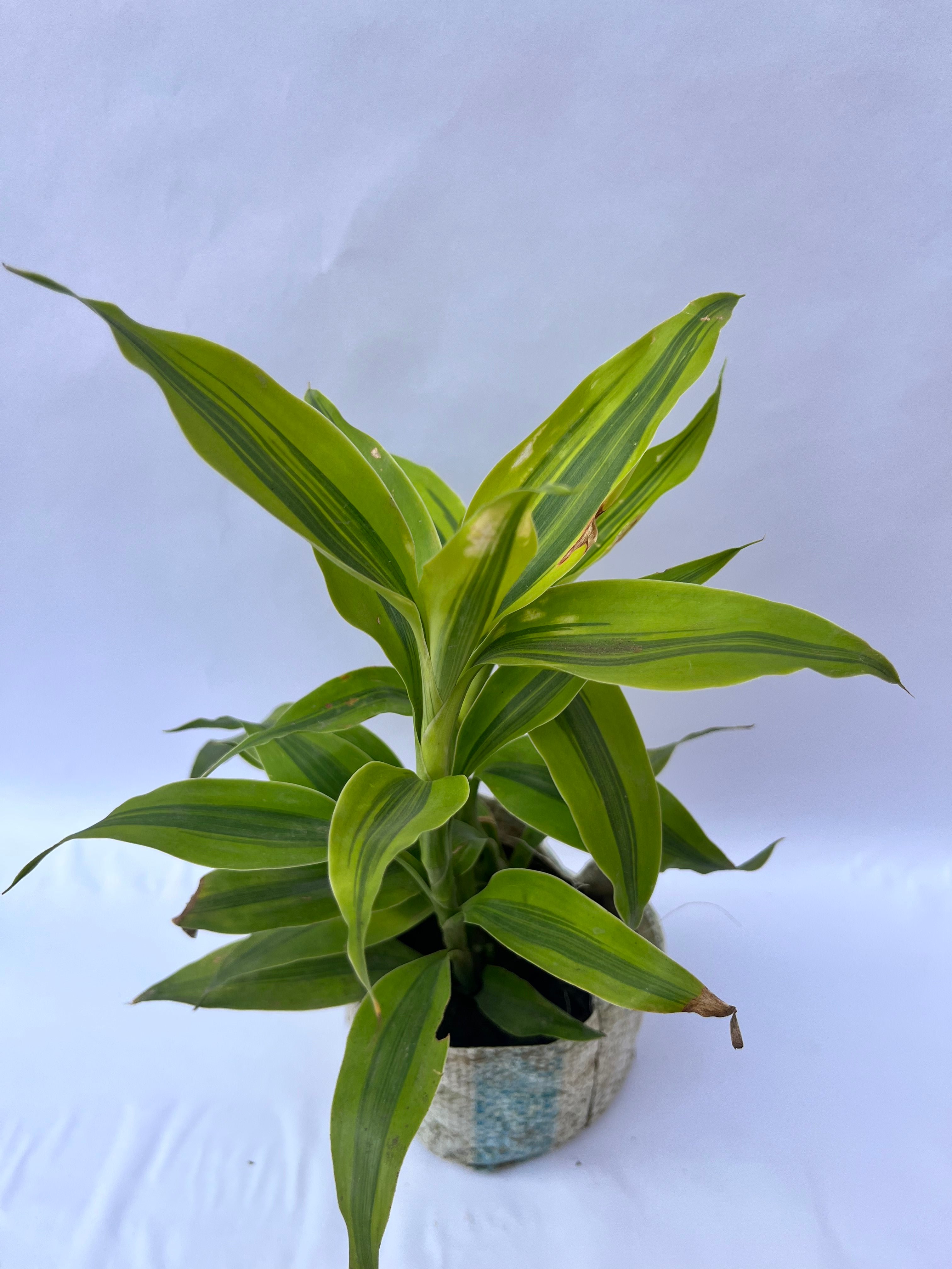 Dracaena Green Compacta Plant – Elegant Indoor Air Purifying Plant | ExcellentPlant