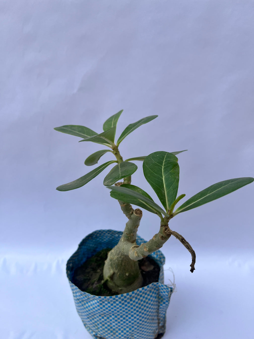 Desert Rose (Adenium obesum) Plant – Bonsai Style Succulent for Home & Office | ExcellentPlant