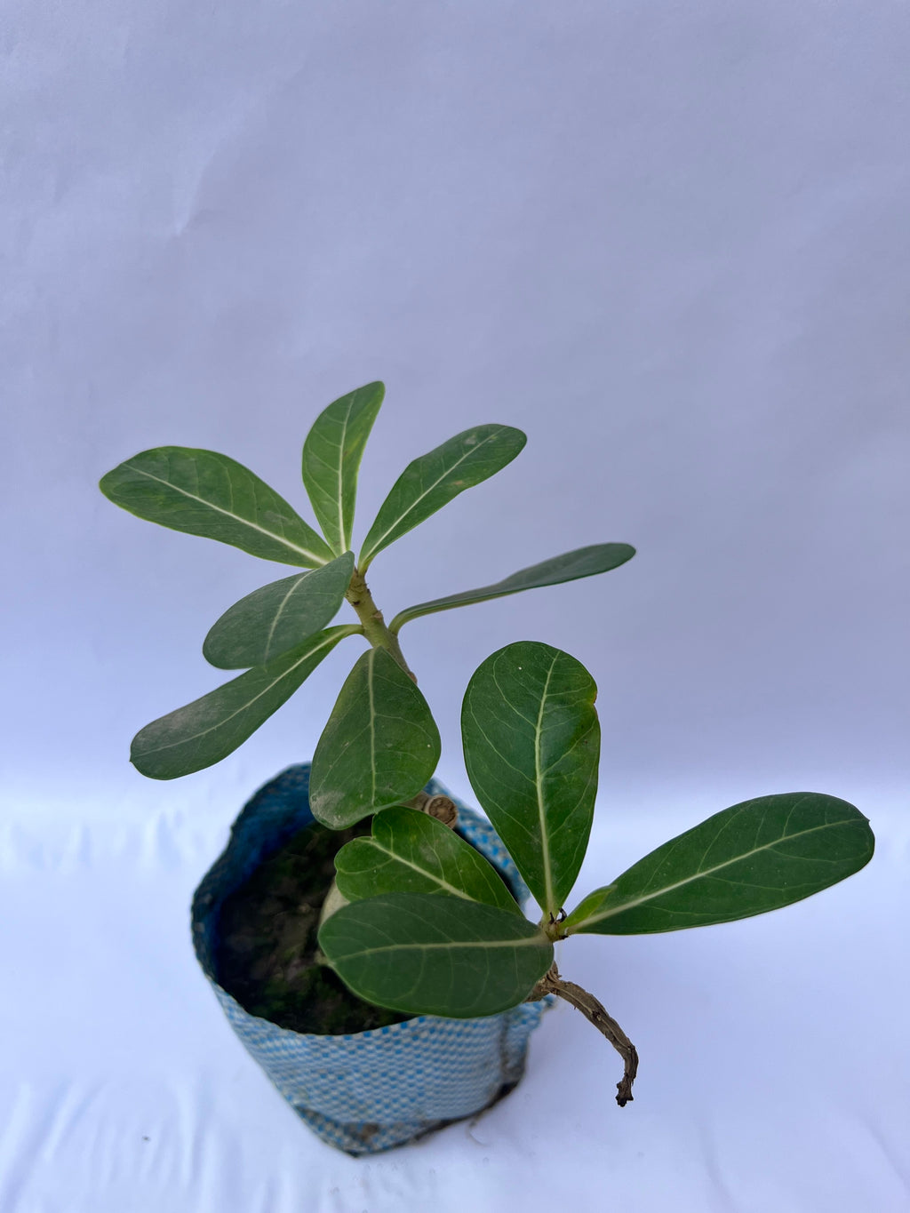 Desert Rose (Adenium obesum) Plant – Bonsai Style Succulent for Home & Office | ExcellentPlant