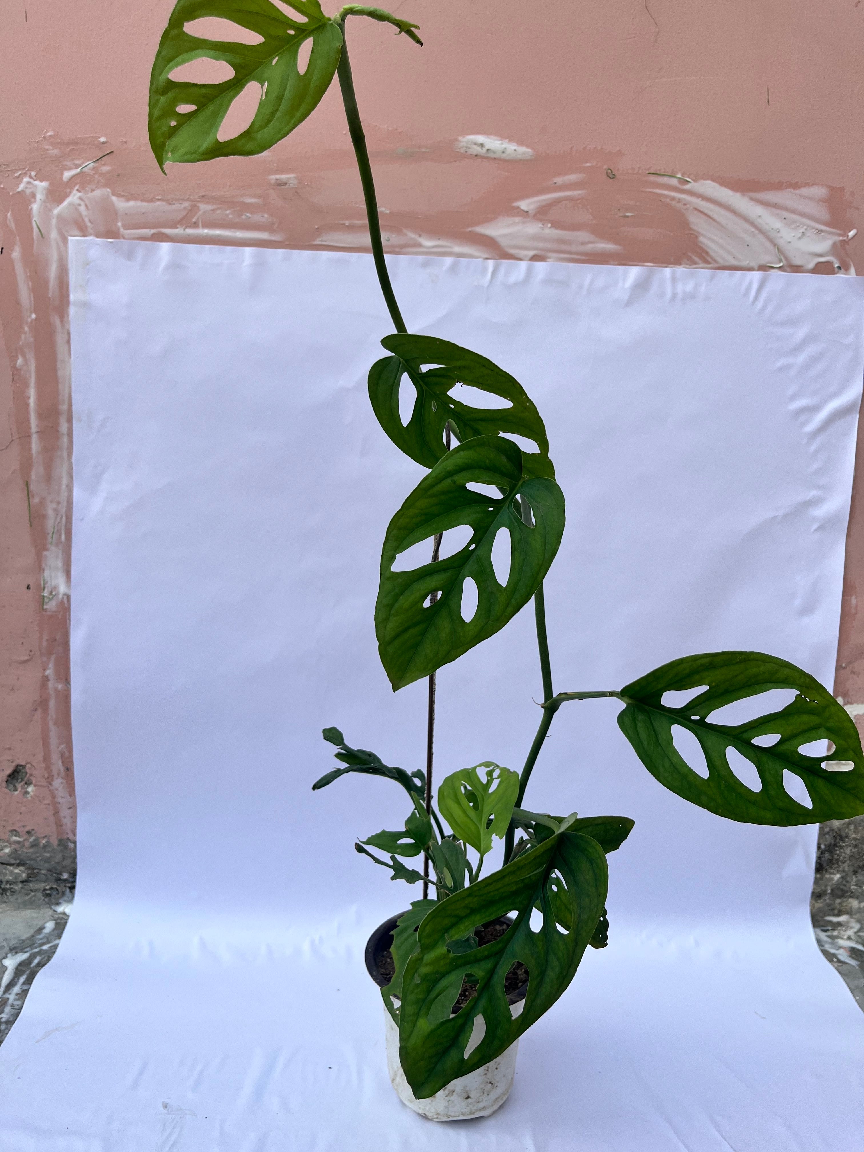 Monstera adansonii (Swiss Cheese Plant) – Rare Indoor Climbing Plant | ExcellentPlant