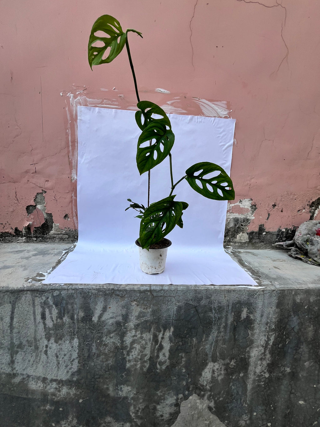 Monstera adansonii (Swiss Cheese Plant) – Rare Indoor Climbing Plant | ExcellentPlant