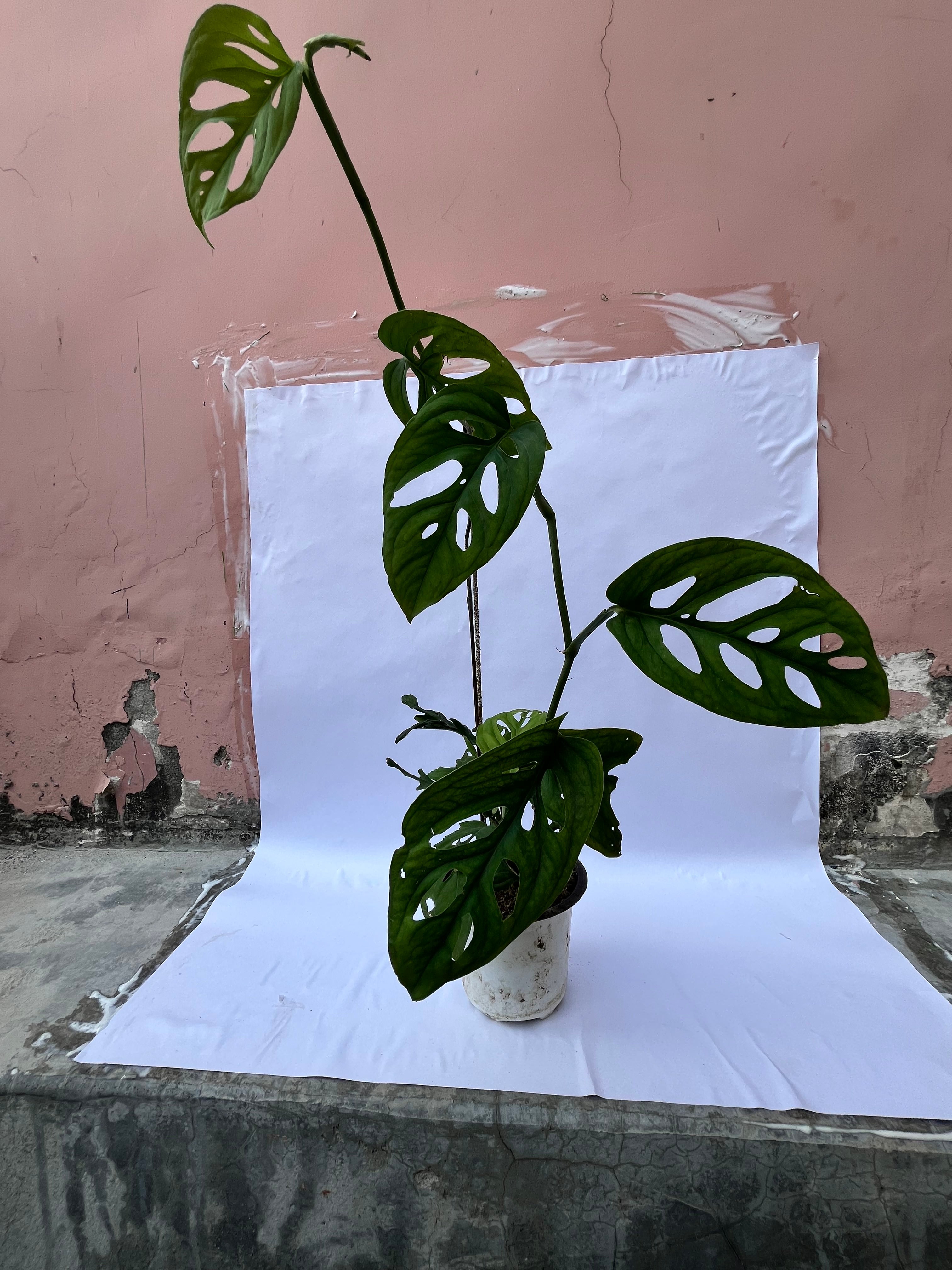 Monstera adansonii (Swiss Cheese Plant) – Rare Indoor Climbing Plant | ExcellentPlant