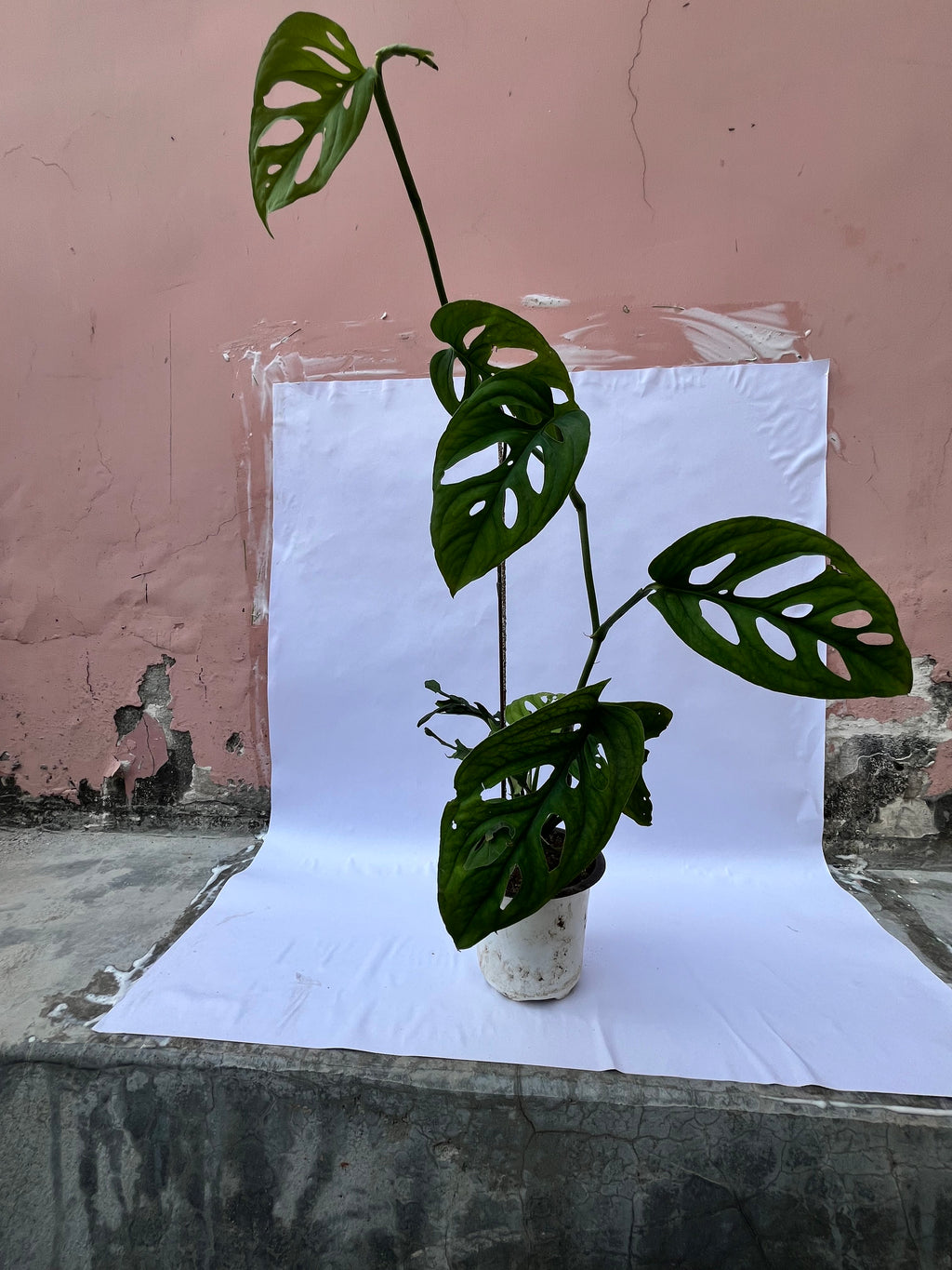 Monstera adansonii (Swiss Cheese Plant) – Rare Indoor Climbing Plant | ExcellentPlant