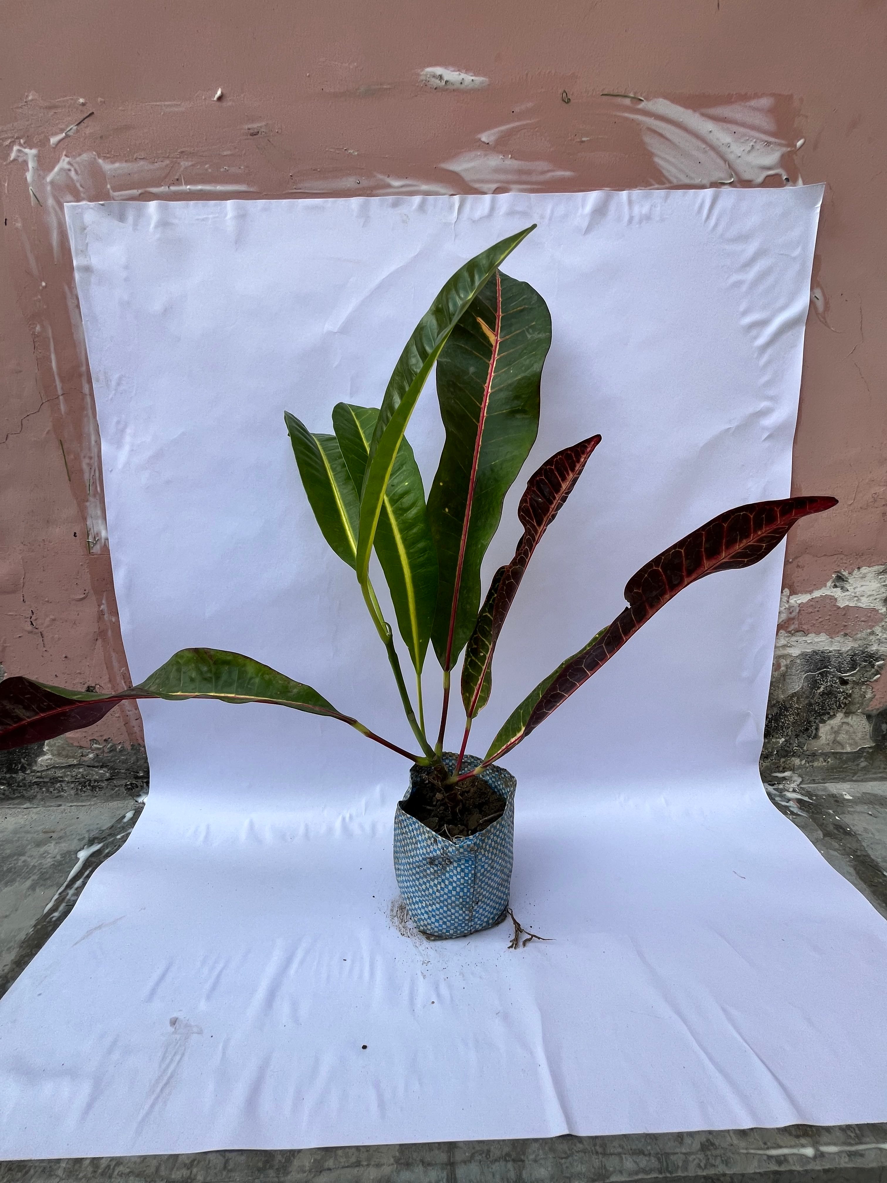 Garden Croton (Codiaeum variegatum) – Colorful Decorative Indoor Plant | ExcellentPlant