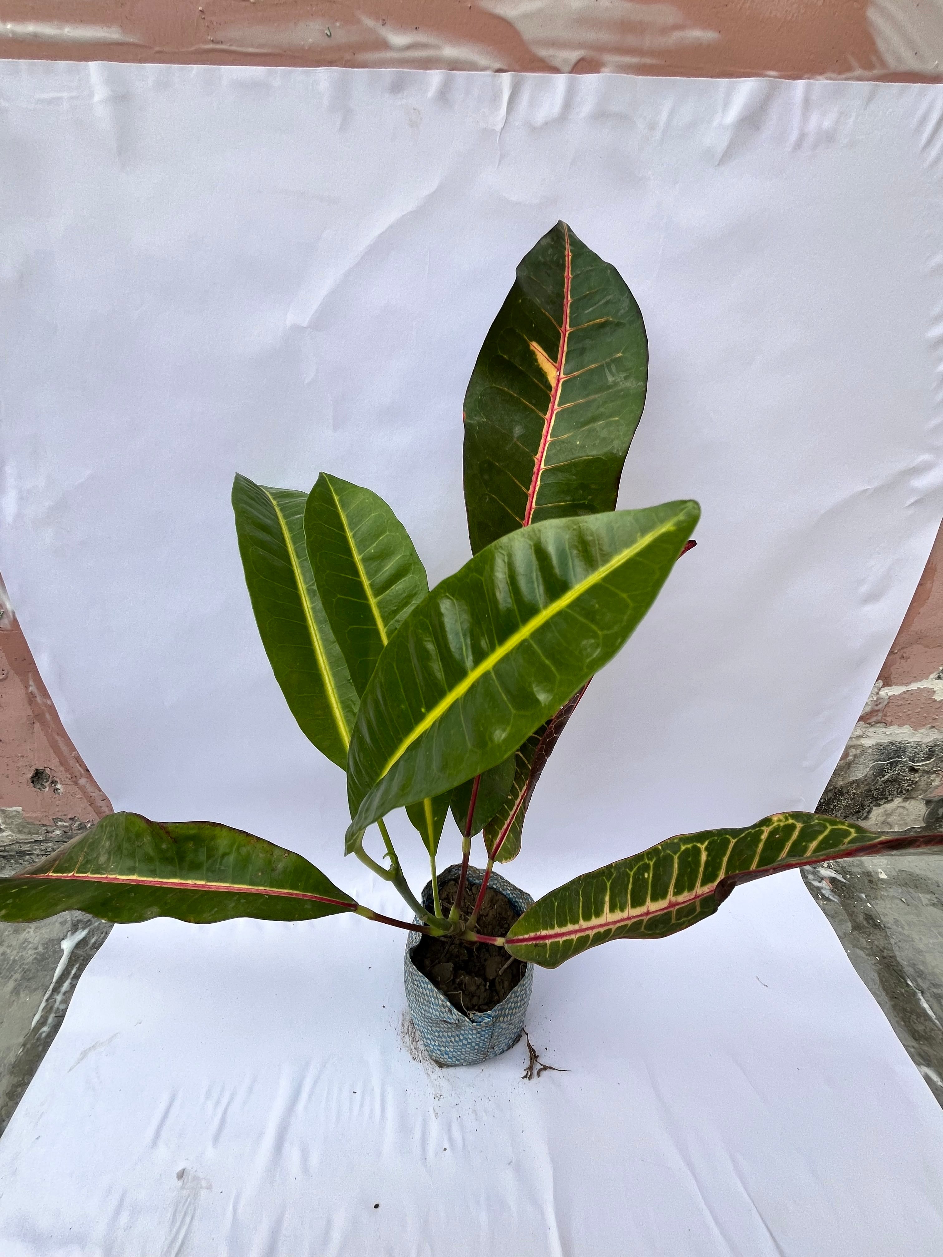 Garden Croton (Codiaeum variegatum) – Colorful Decorative Indoor Plant | ExcellentPlant