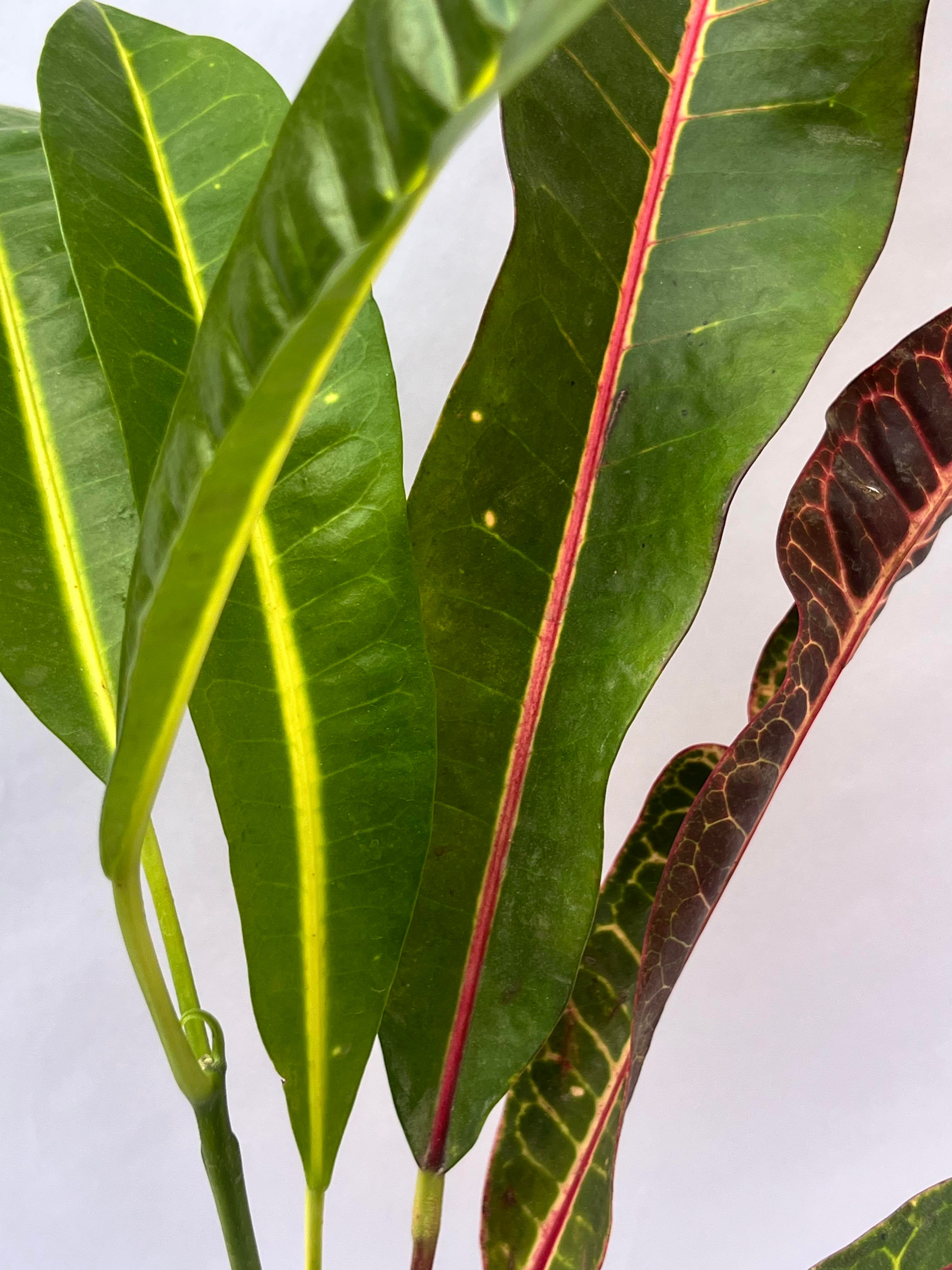 Garden Croton (Codiaeum variegatum) – Colorful Decorative Indoor Plant | ExcellentPlant