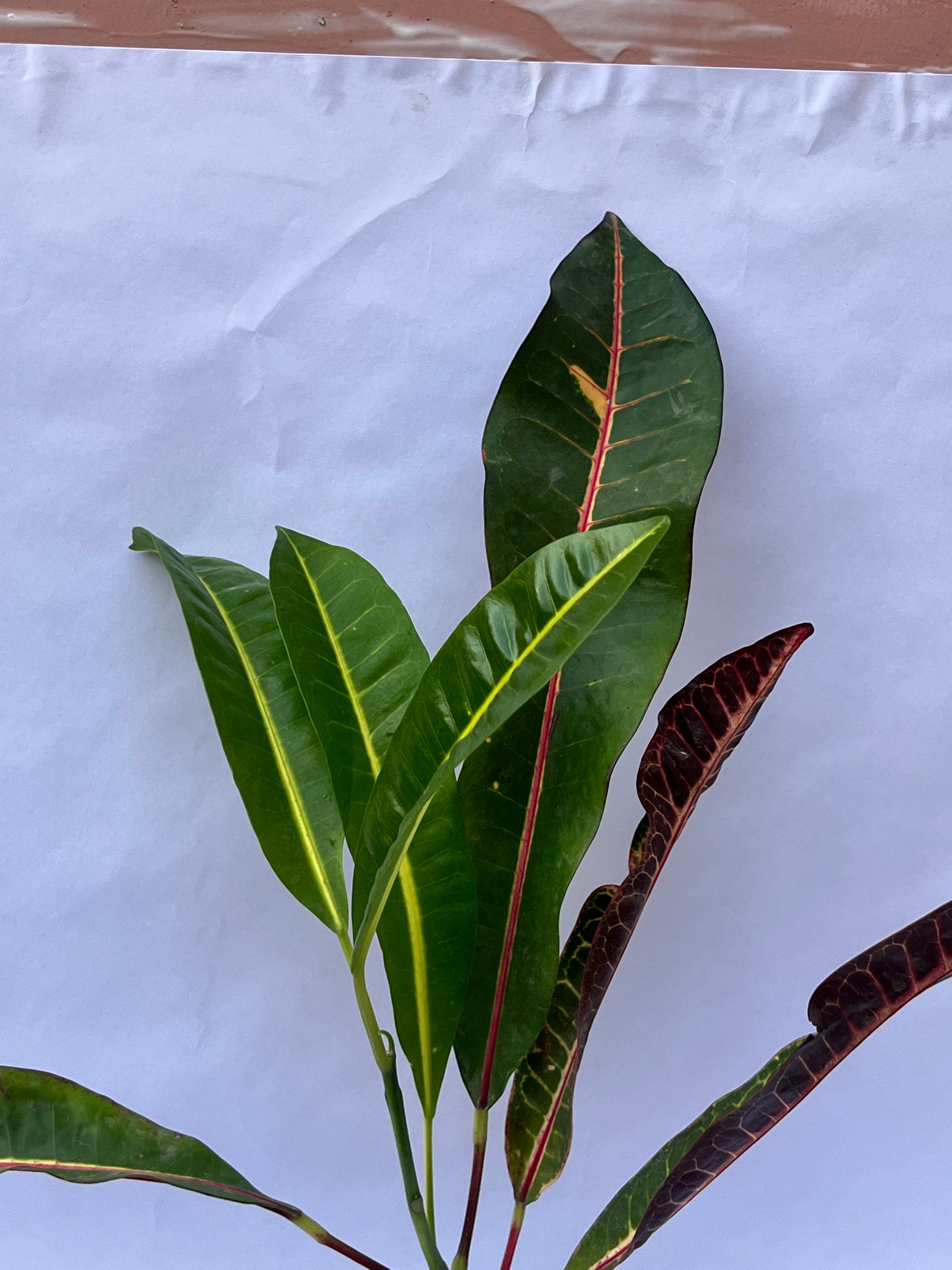 Garden Croton (Codiaeum variegatum) – Colorful Decorative Indoor Plant | ExcellentPlant