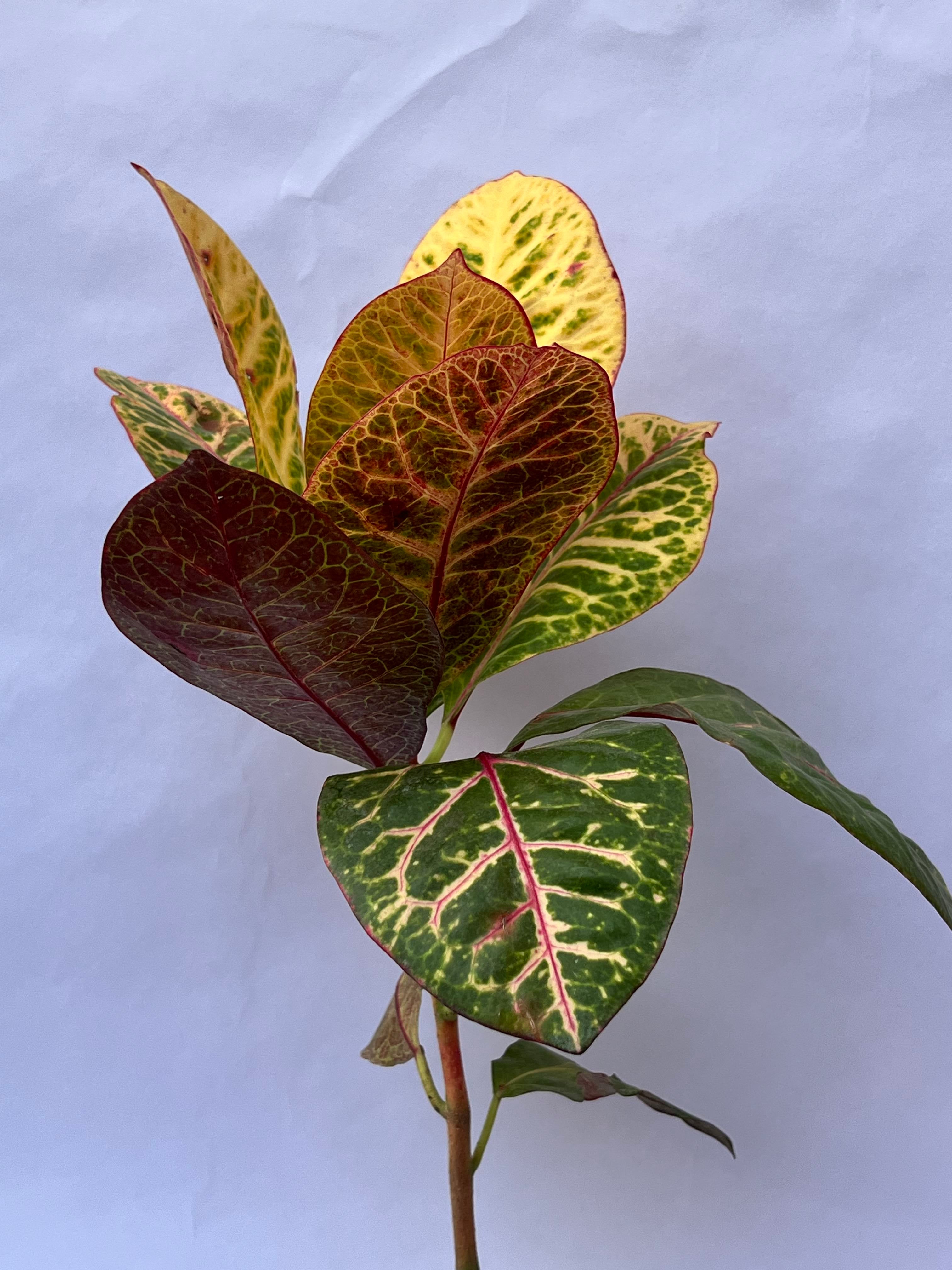 Broad Leaf Croton (Codiaeum variegatum) – Multicolor Decorative Indoor Plant | ExcellentPlant