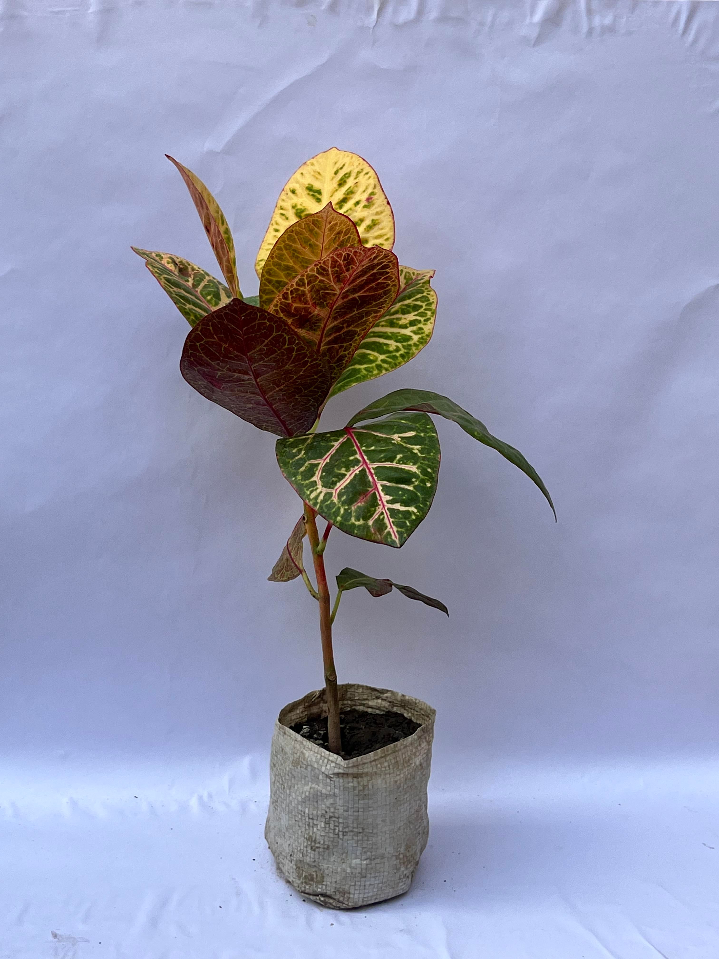 Broad Leaf Croton (Codiaeum variegatum) – Multicolor Decorative Indoor Plant | ExcellentPlant