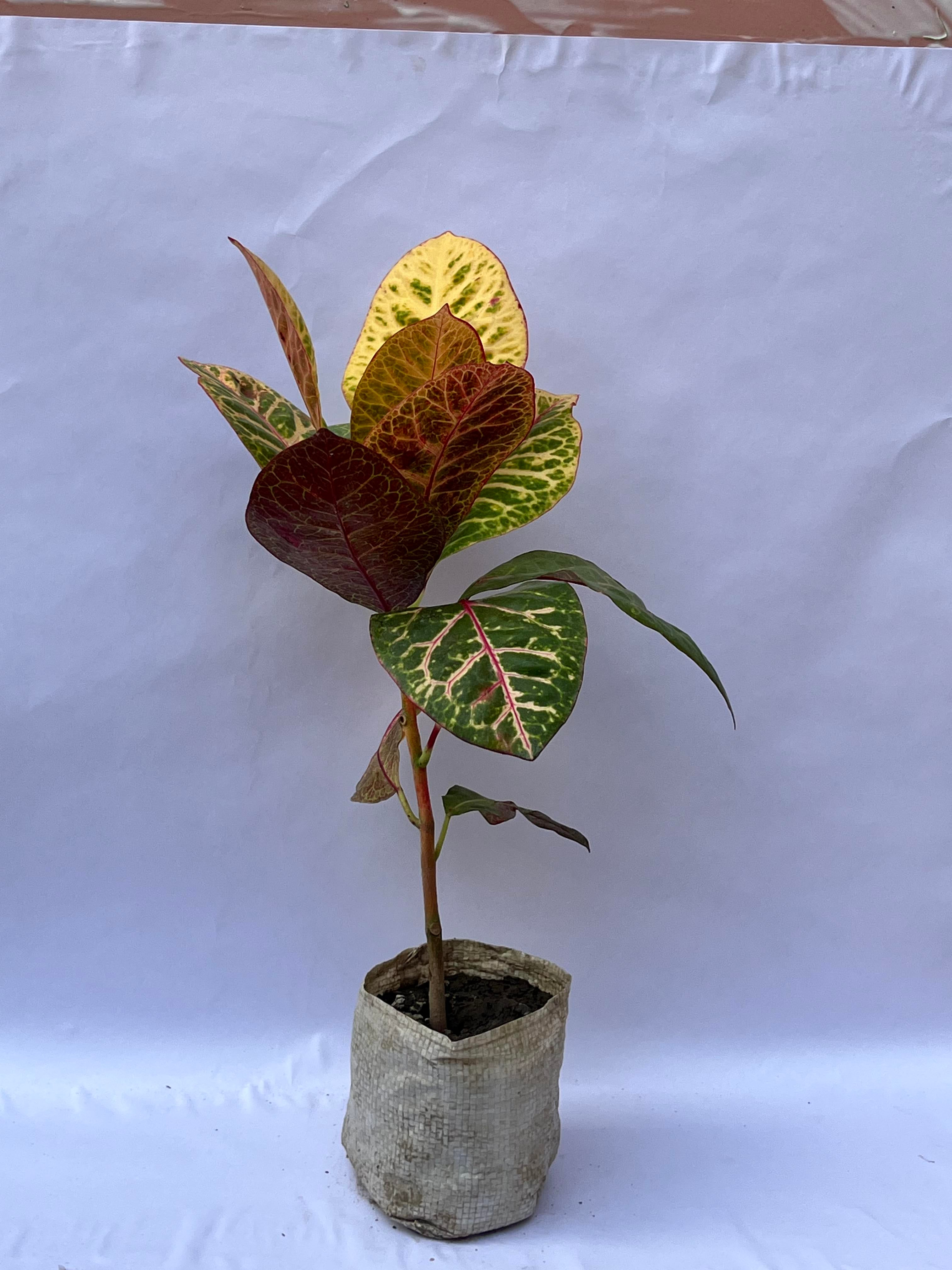 Broad Leaf Croton (Codiaeum variegatum) – Multicolor Decorative Indoor Plant | ExcellentPlant