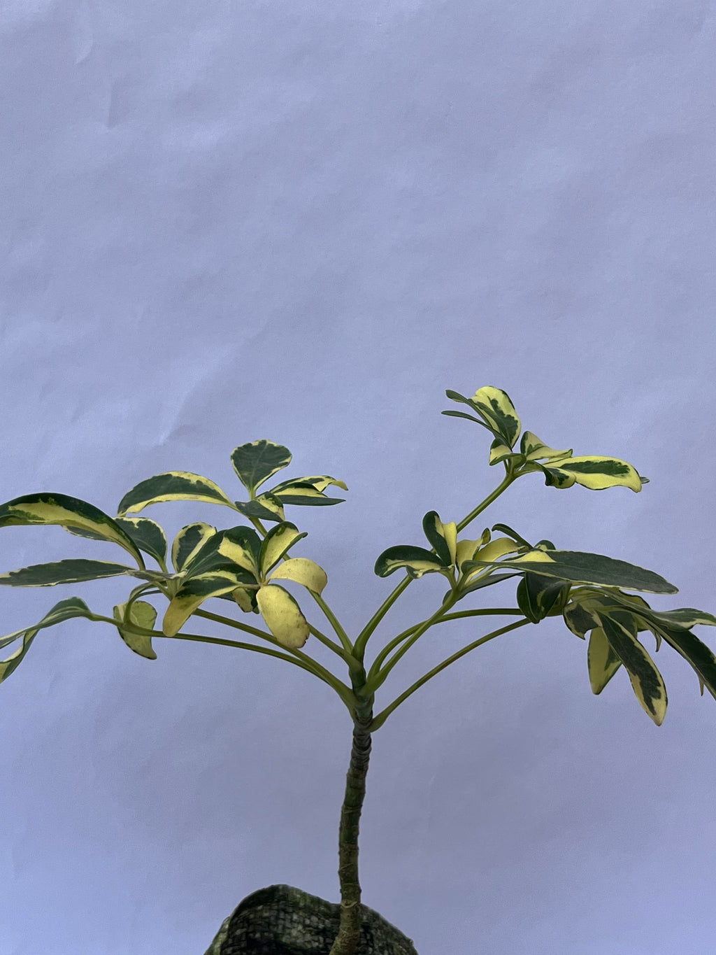 Variegated Dwarf Umbrella Plant (Schefflera arboricola) – Indoor Table Plant | ExcellentPlant